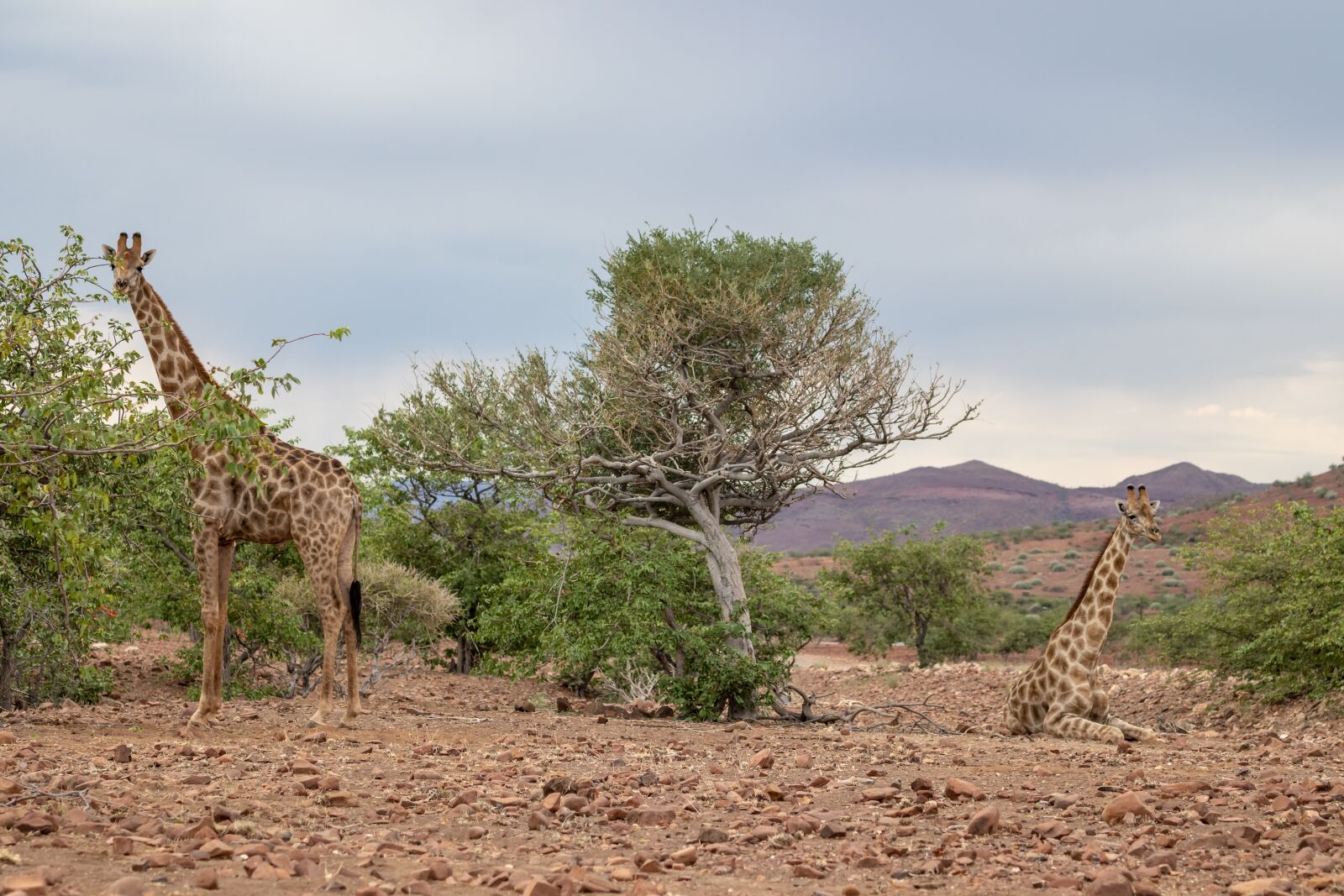 Canon EF 70-200mm F4L IS II USM sample photo. Giraffe, africa, big five photography
