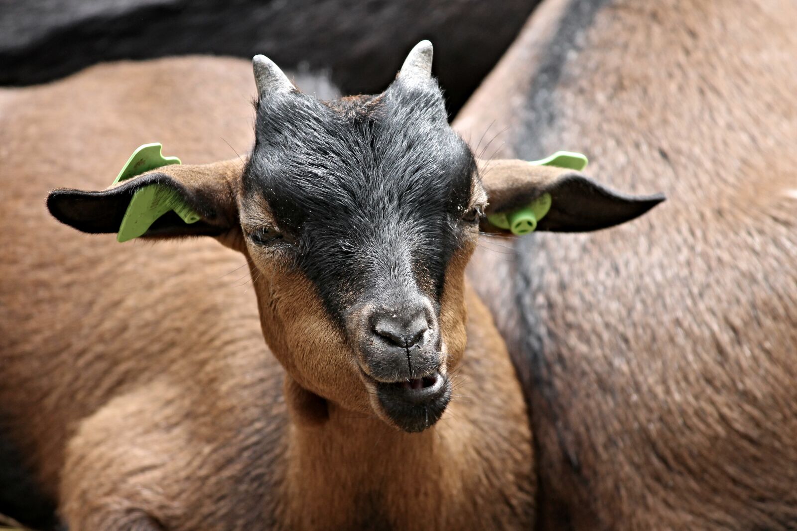 Canon EOS 1100D (EOS Rebel T3 / EOS Kiss X50) sample photo. Goat, domestic goat, animal photography