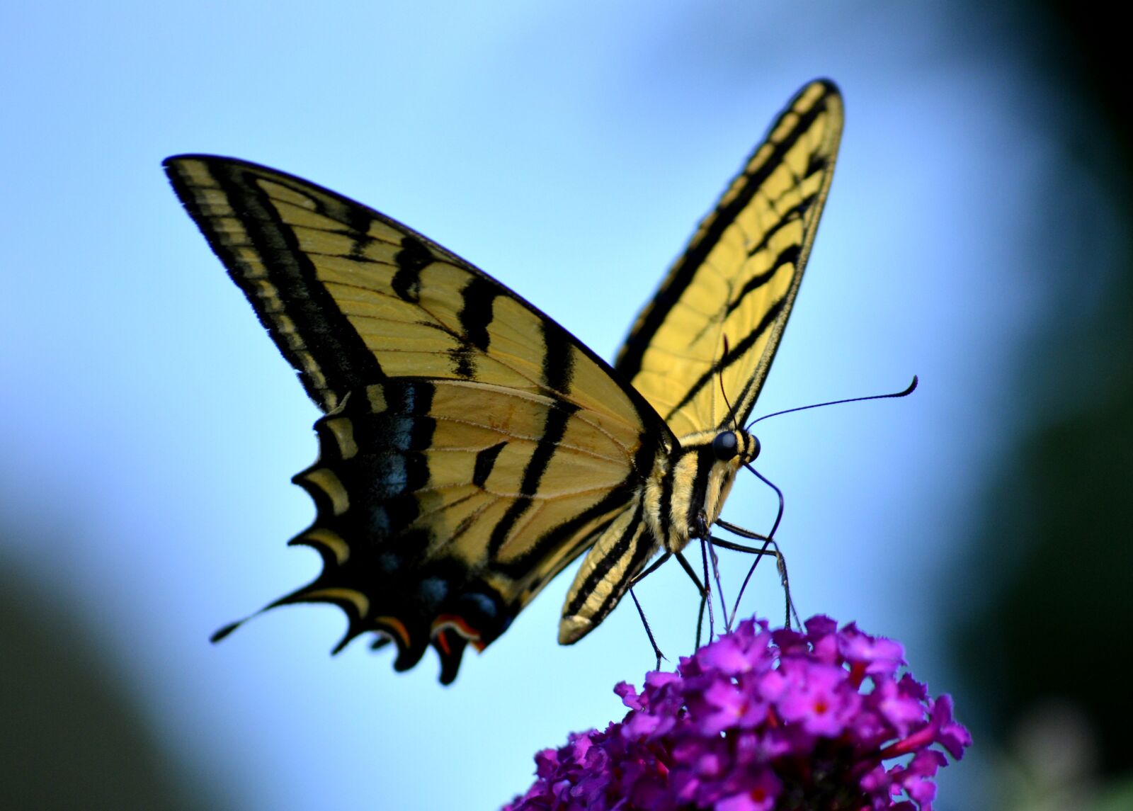 Nikon D5200 sample photo. Butterfly, yellow, colorful photography