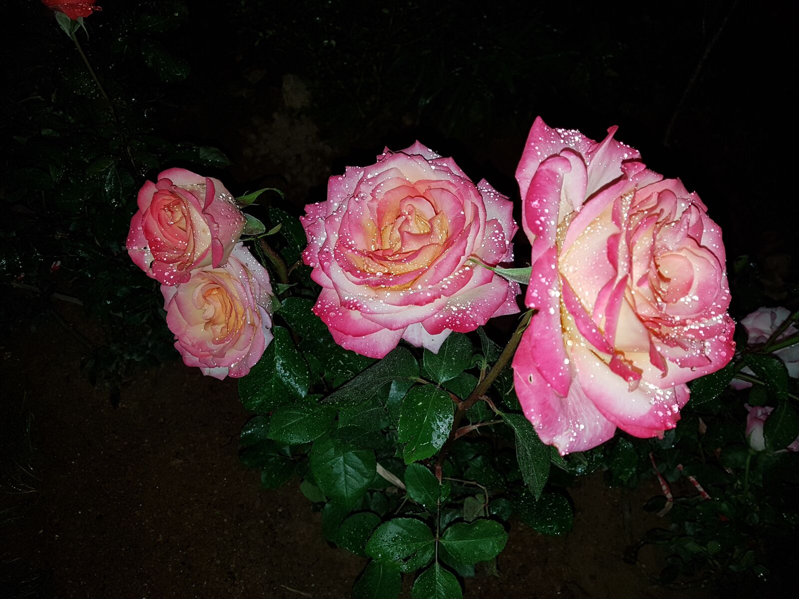Samsung Galaxy S7 Edge sample photo. Rose, flowers, garden photography