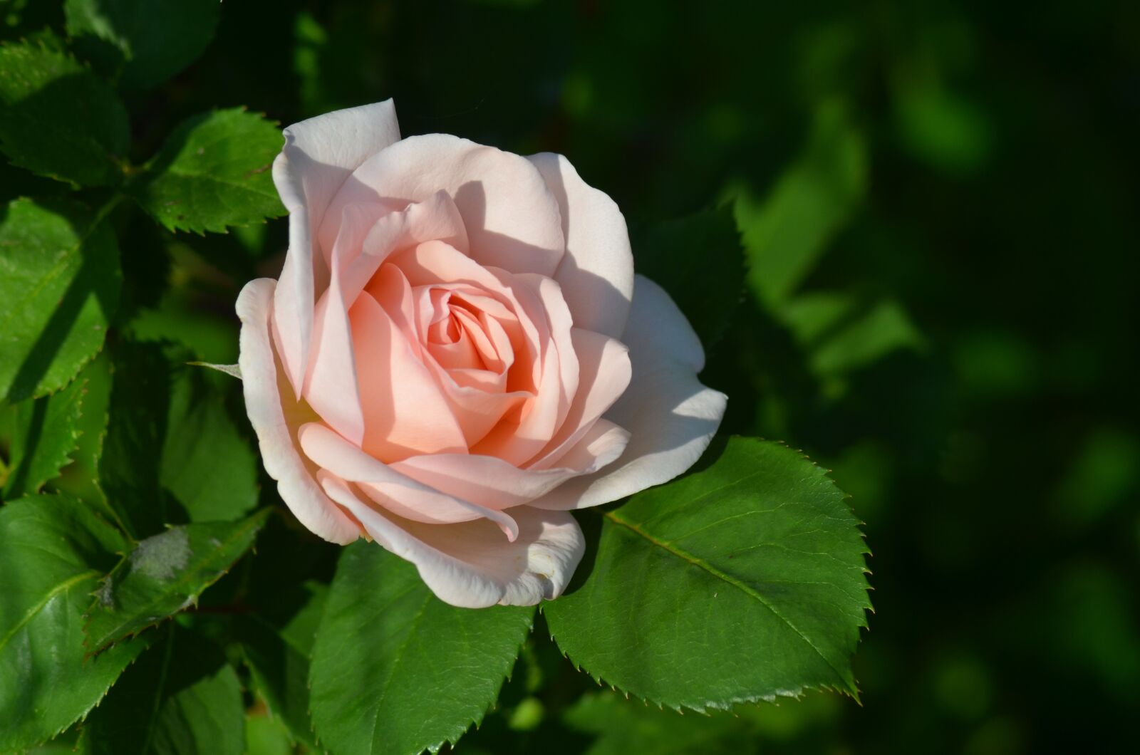 Nikon D5100 sample photo. Pink, flower, flowers photography