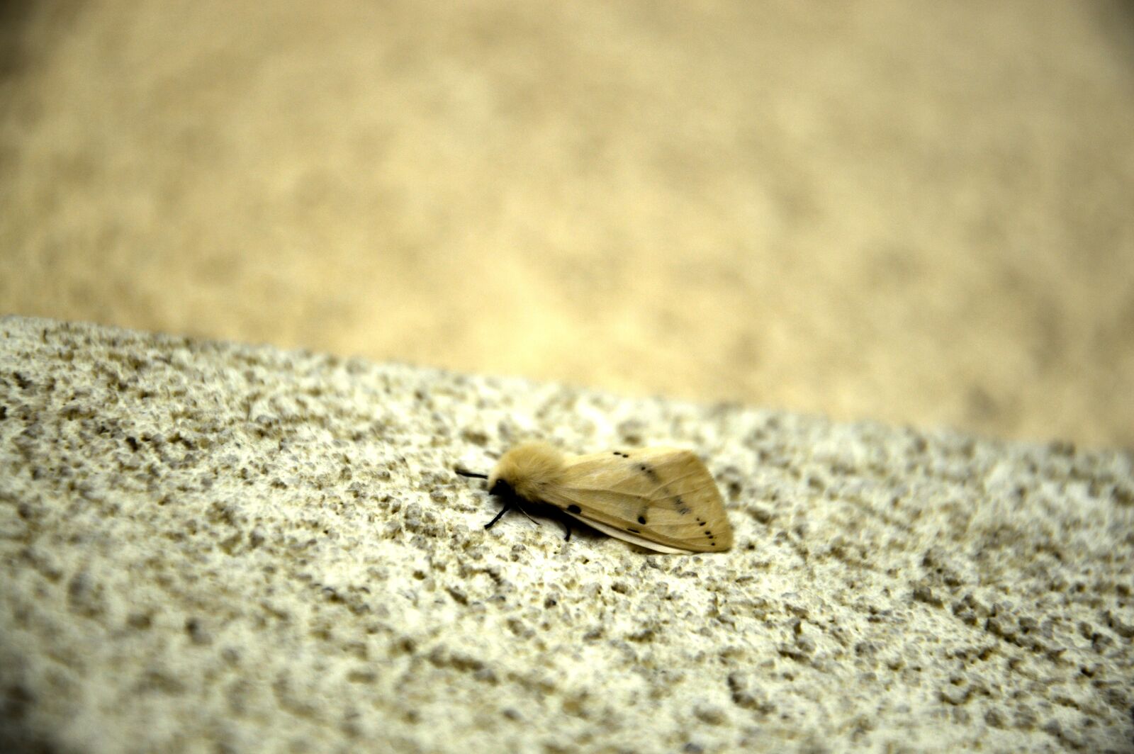 Nikon D3200 sample photo. A moth, insect, insect photography