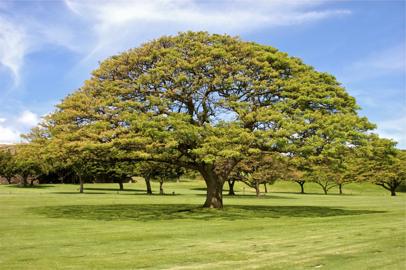 Canon EOS 20D sample photo. Honolulu, hawaii, nature photography