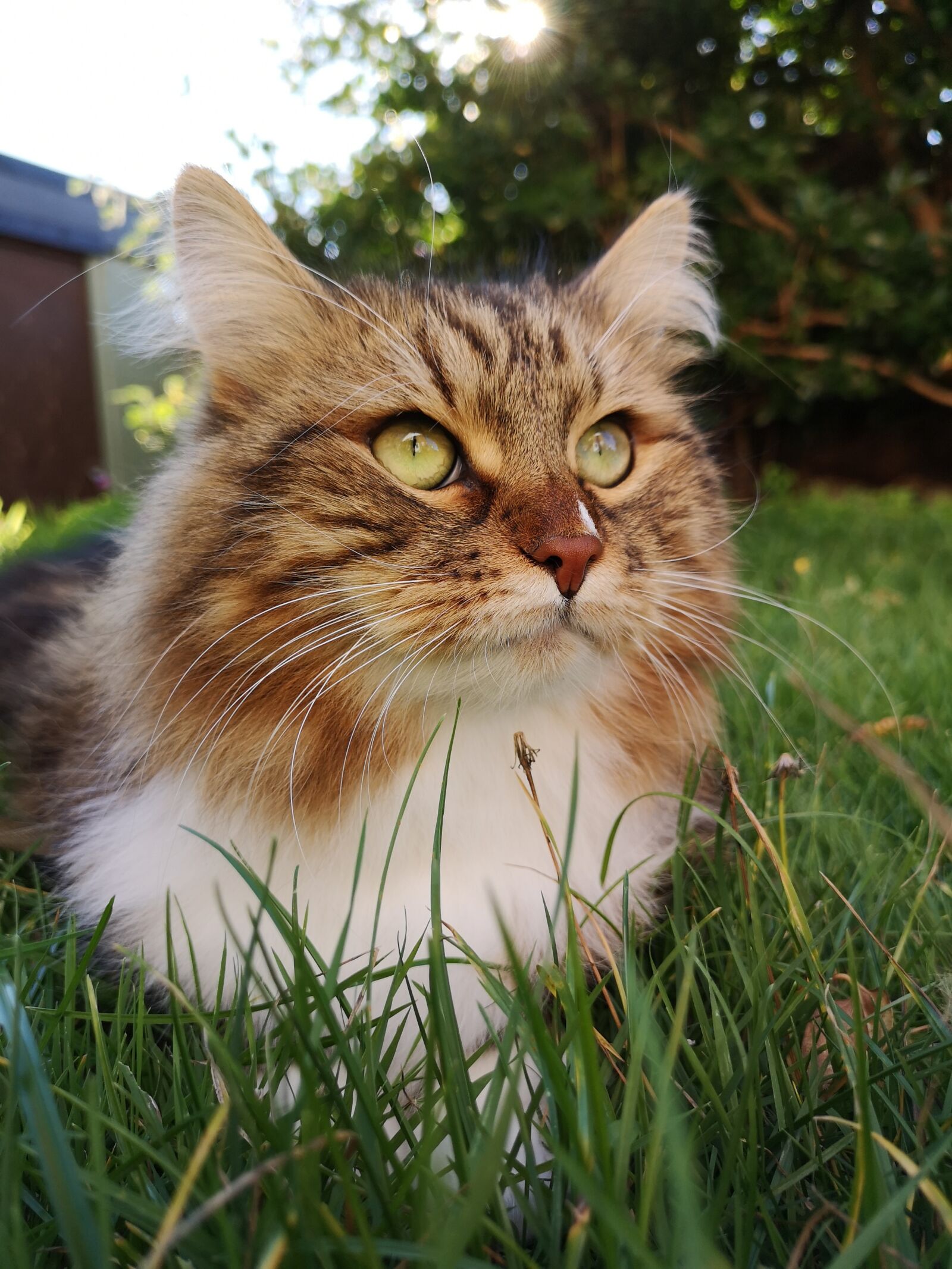 HUAWEI CLT-L29 sample photo. Siberian cat, cat, animal photography