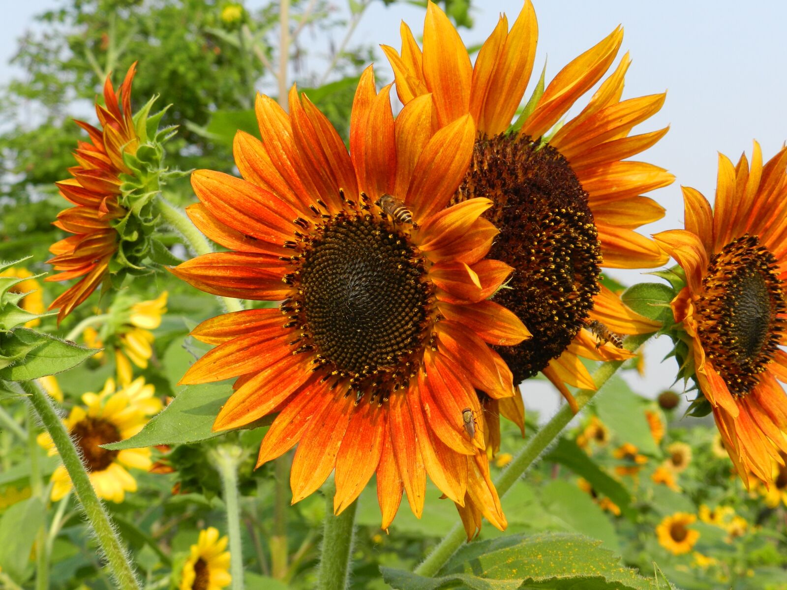 Nikon Coolpix P500 sample photo. Sunflower, garden, field photography