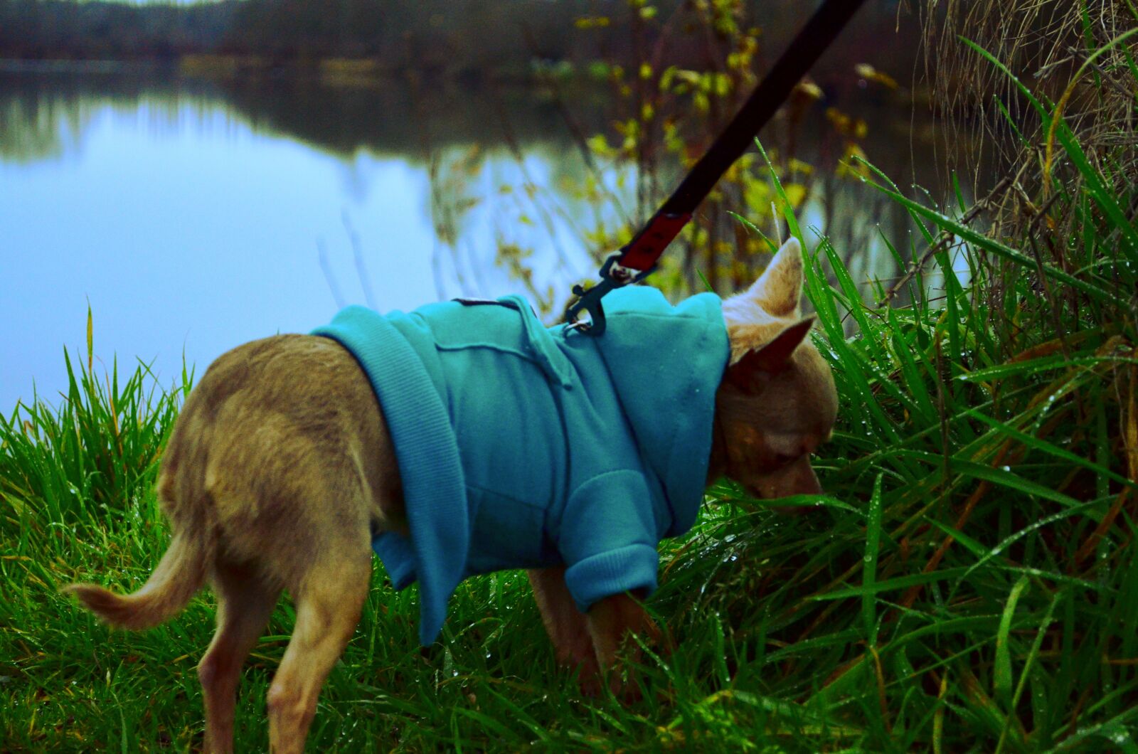 Nikon D5100 sample photo. Dog, little, grass photography