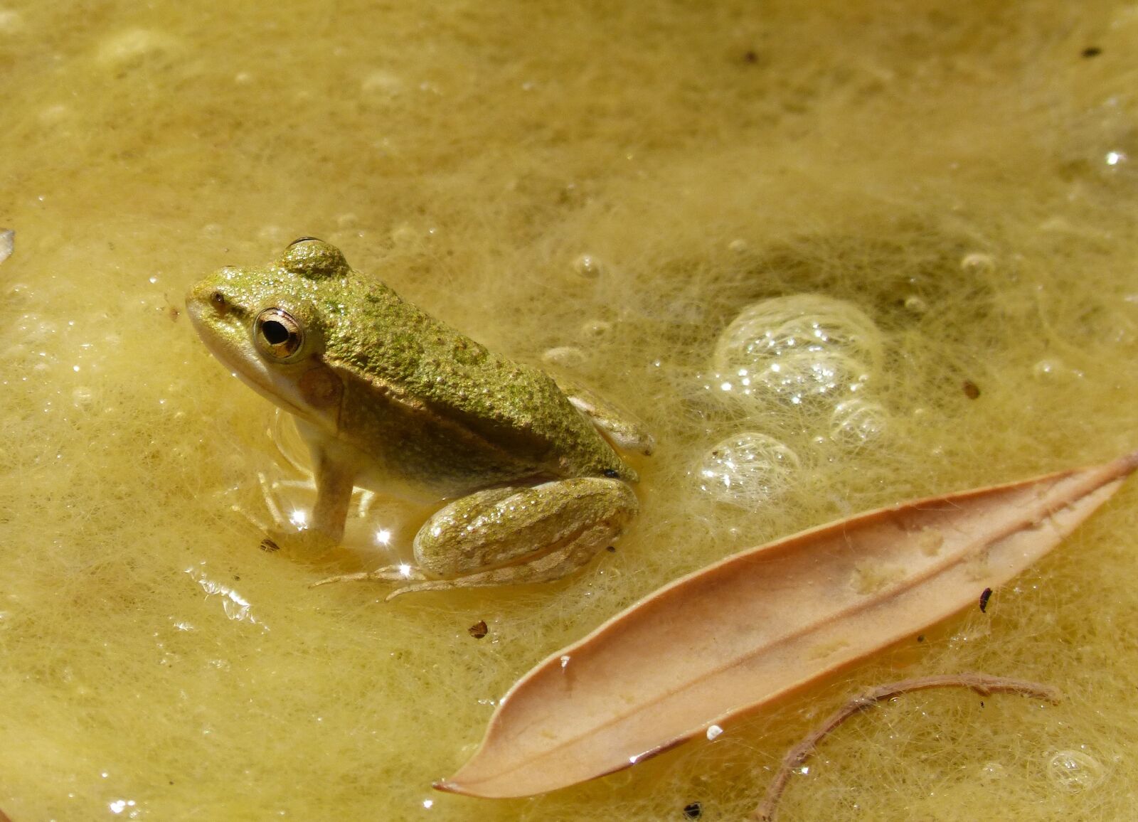 Panasonic DMC-FZ62 sample photo. Frog, small, tiny photography