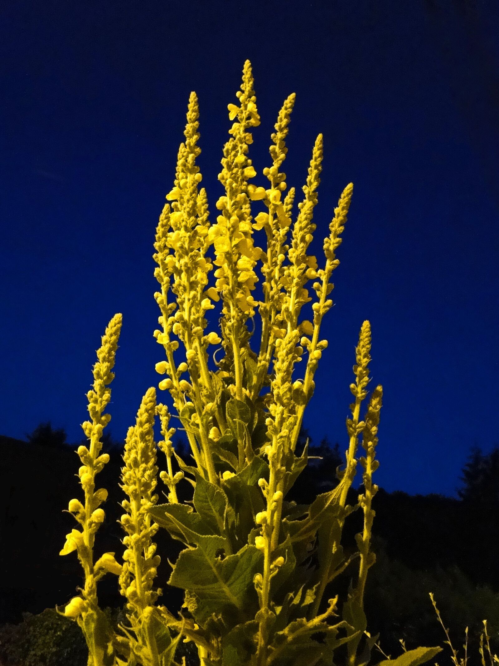 Sony Cyber-shot DSC-HX1 sample photo. Flower, yellow, yellow flower photography