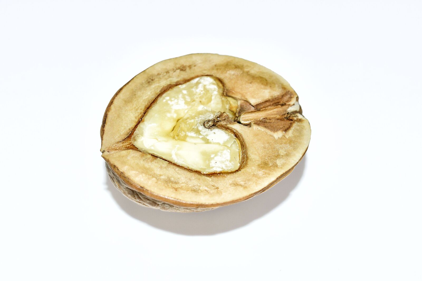 Nikon D3200 sample photo. Nut, walnut, nuts photography