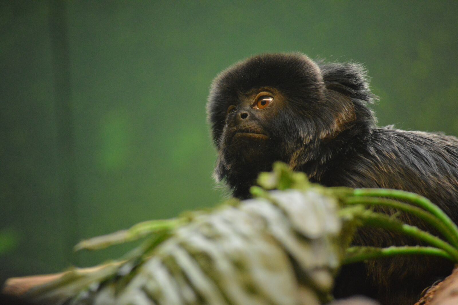 Nikon D3200 sample photo. Monkey, zoo, animal photography