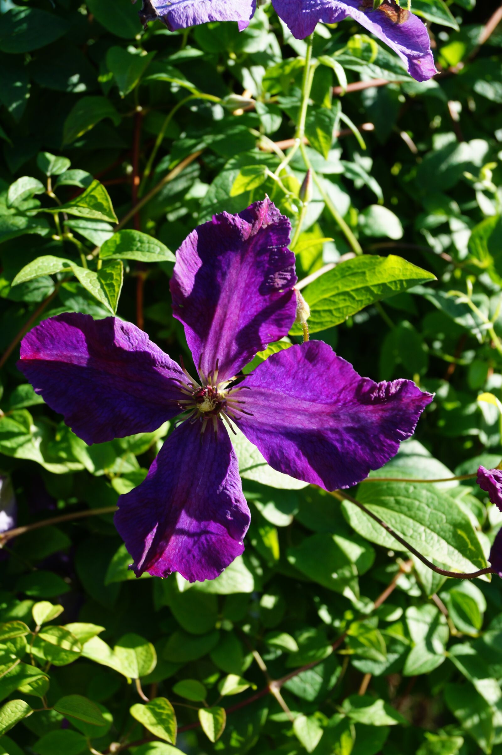 Sony DT 18-55mm F3.5-5.6 SAM II sample photo. Flower, purple, blossom photography