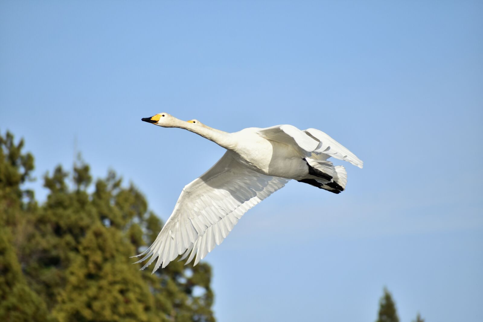 Nikon D7200 sample photo. Animal, sky, forest photography