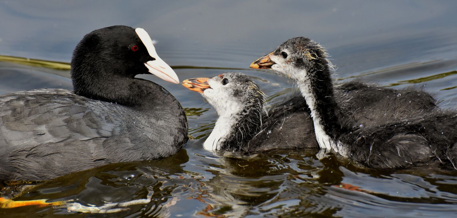 Nikon D7200 sample photo. Coot, chicks, feed photography