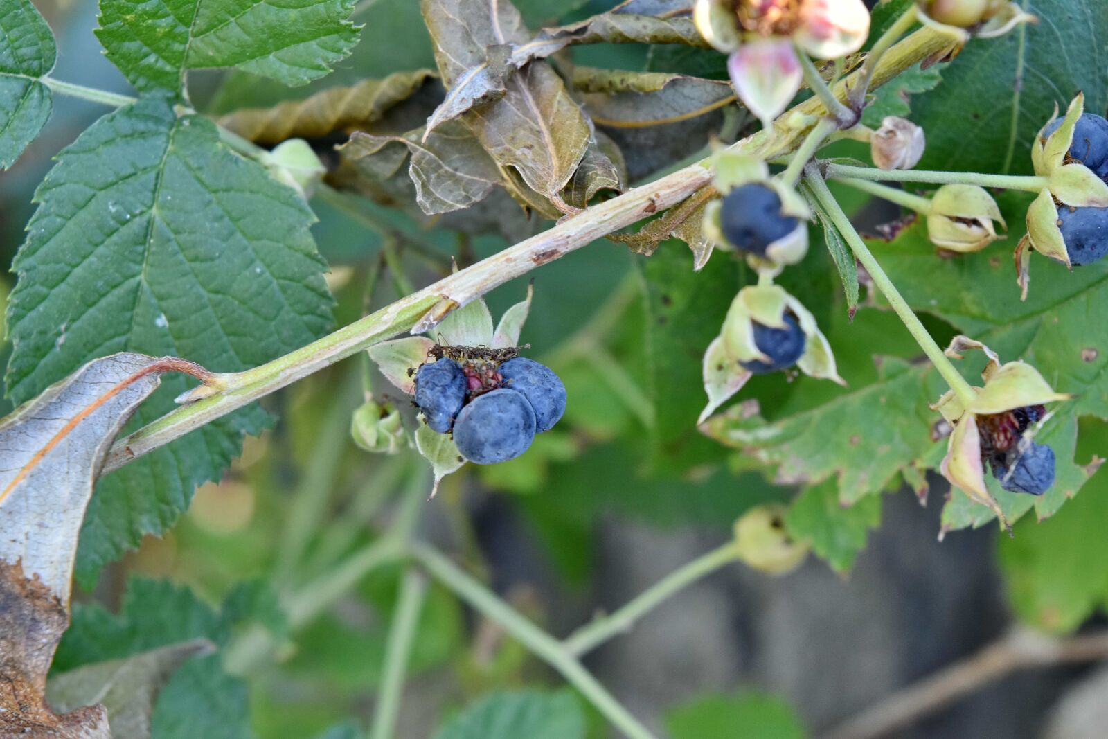 Nikon D5500 sample photo. Shrub, leaf, fruit, plant photography