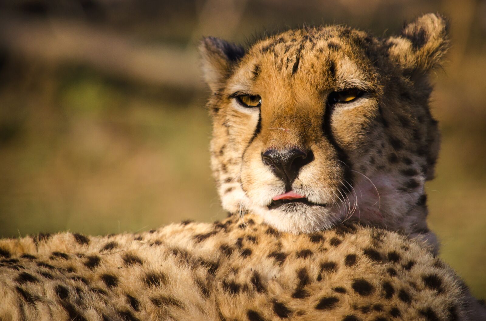 Nikon D5100 sample photo. Cheetah, animal world, cat photography