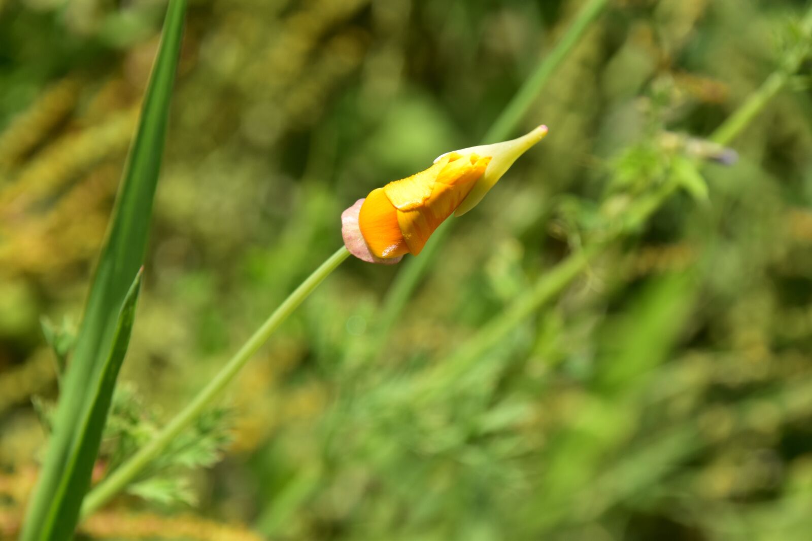 Nikon D5600 sample photo. Flower bud, green leaves photography