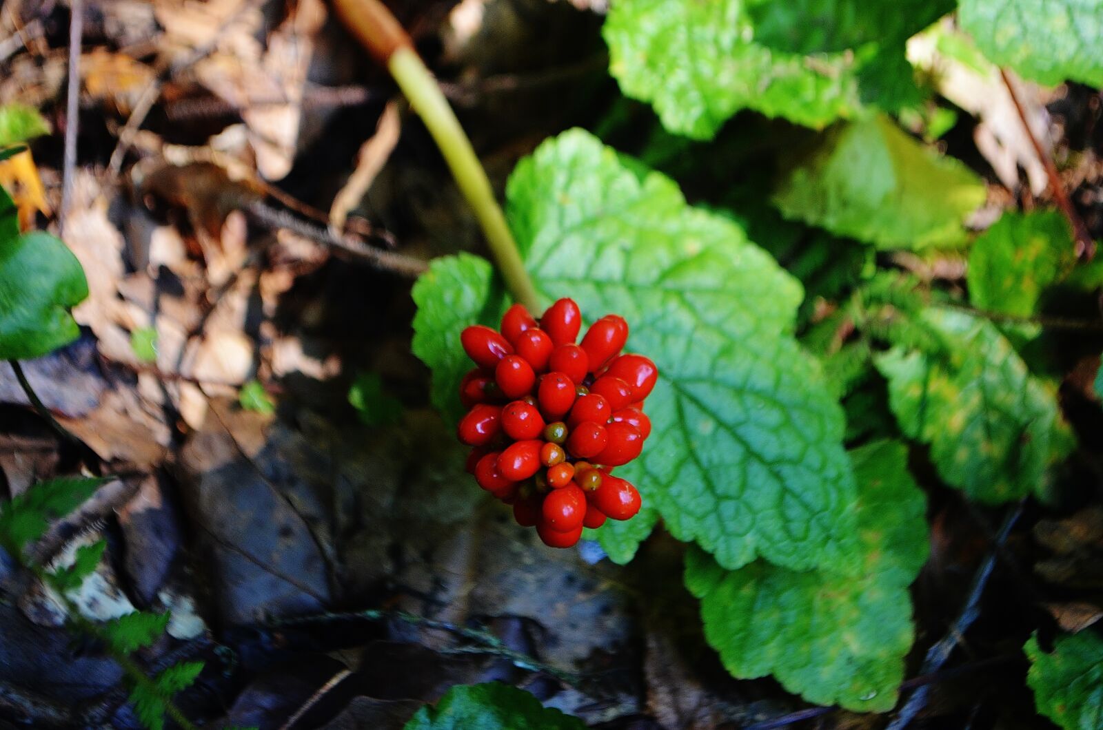 Nikon D5100 sample photo. Flora, nature, forrest photography