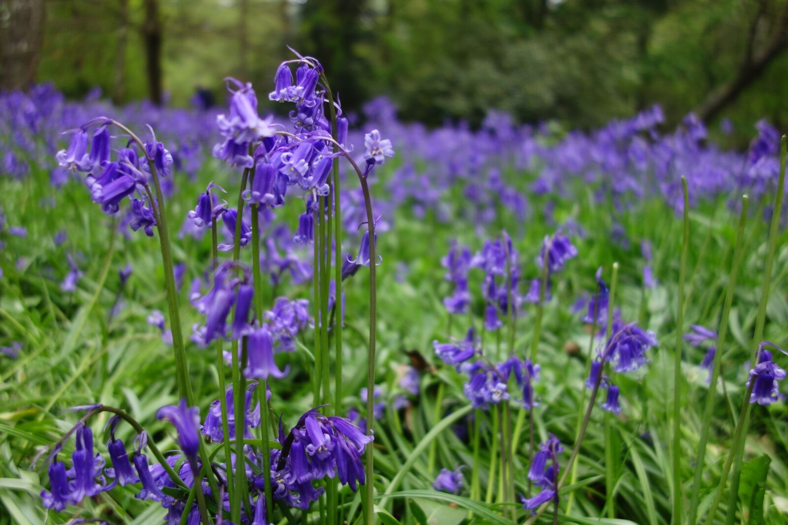 Sony Cyber-shot DSC-RX100 sample photo. Bluebell, bluebells, winkworth arboretum photography