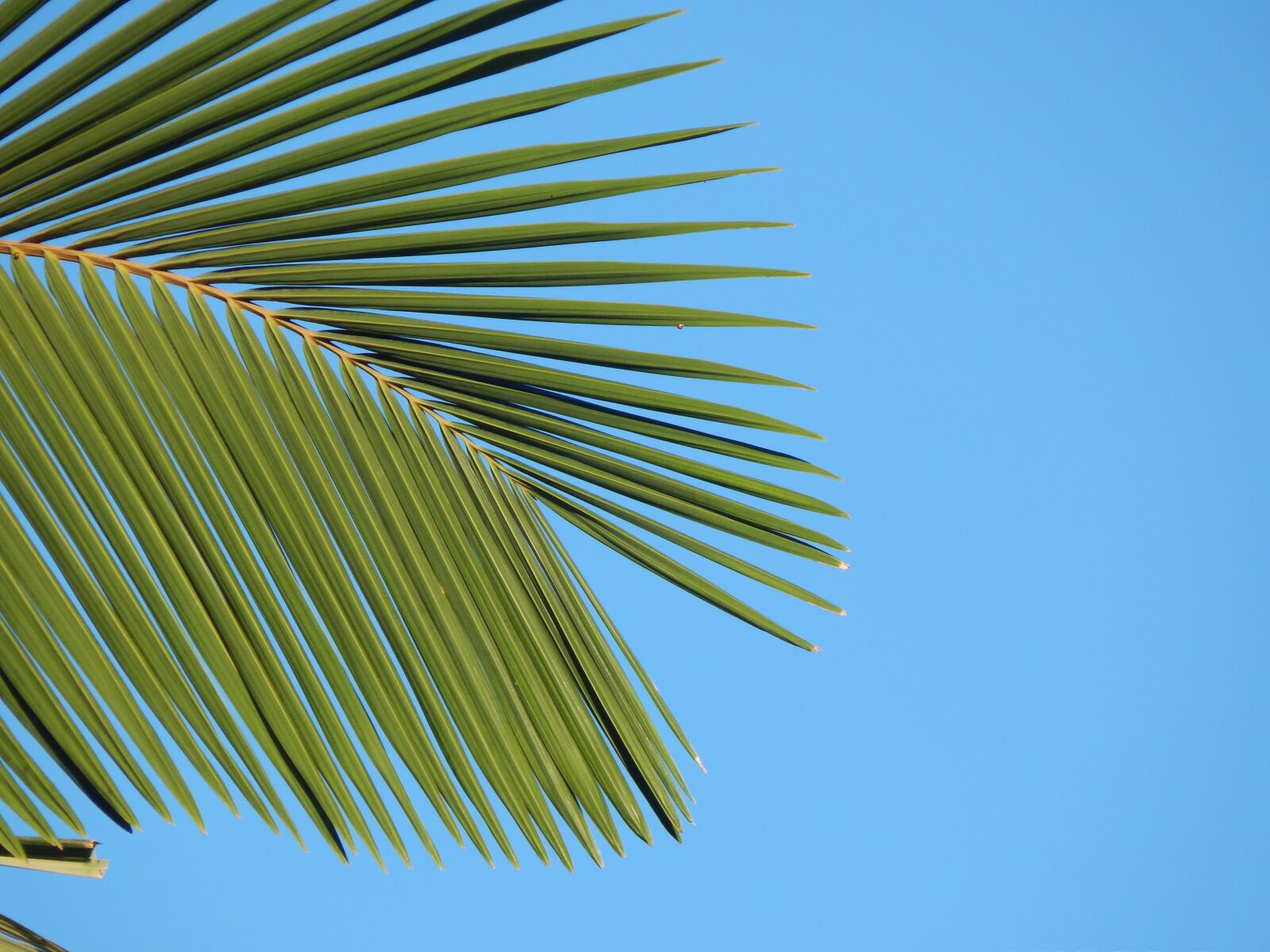 Nikon Coolpix L820 sample photo. Leaf, palma, palm tree photography