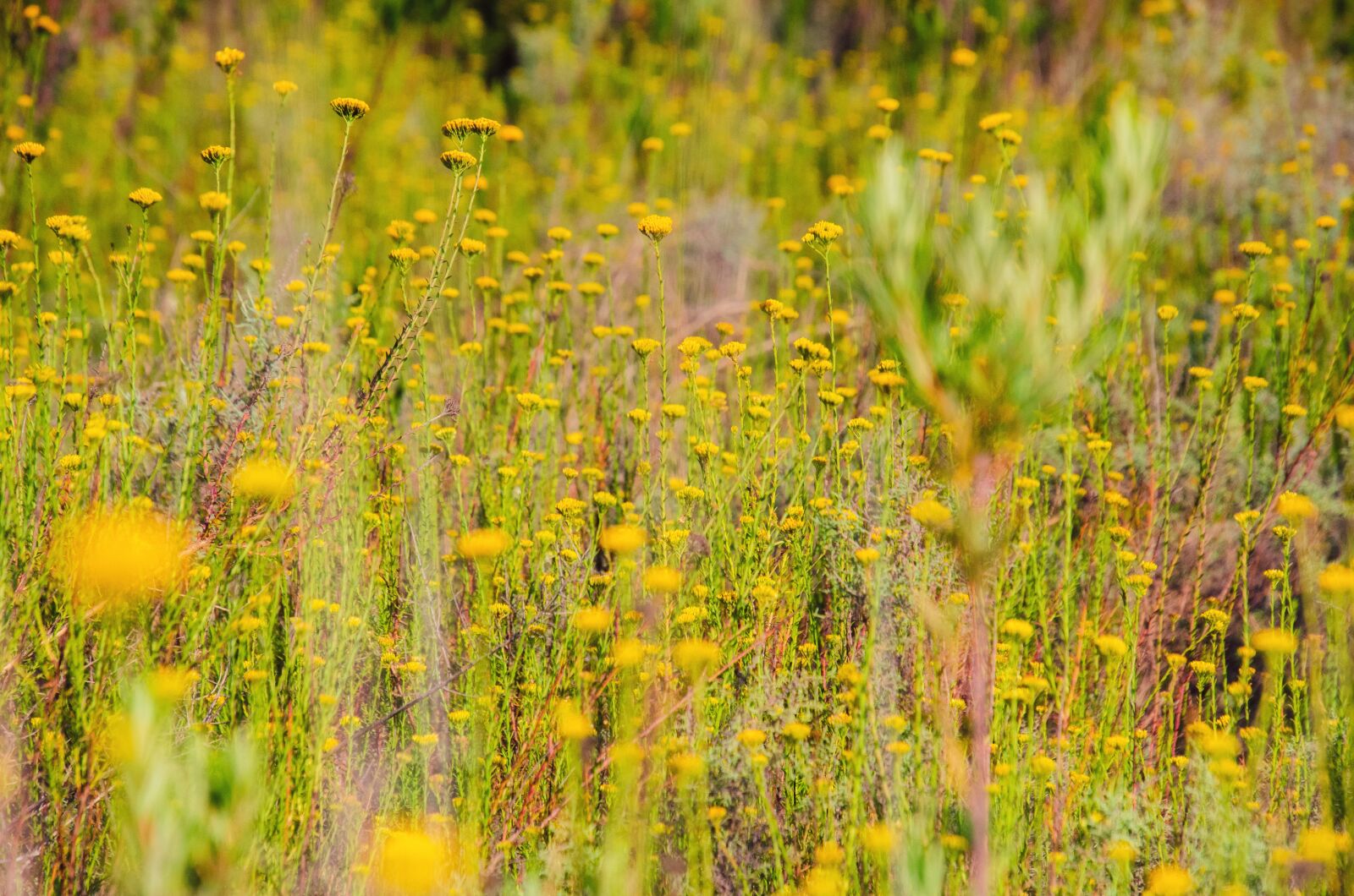 Nikon D7000 sample photo. Field, meadow, flowers photography