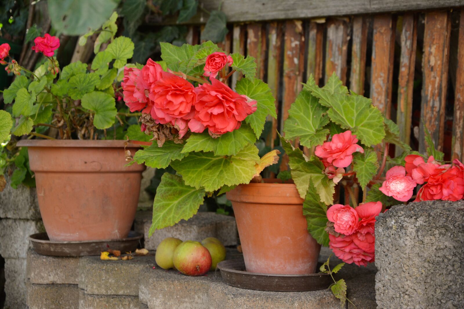 Nikon D5200 sample photo. Begonias, flower pots, potted photography
