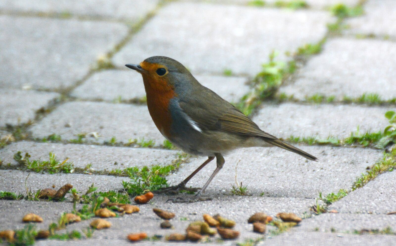 Nikon D7100 sample photo. Robin, birds, nature photography