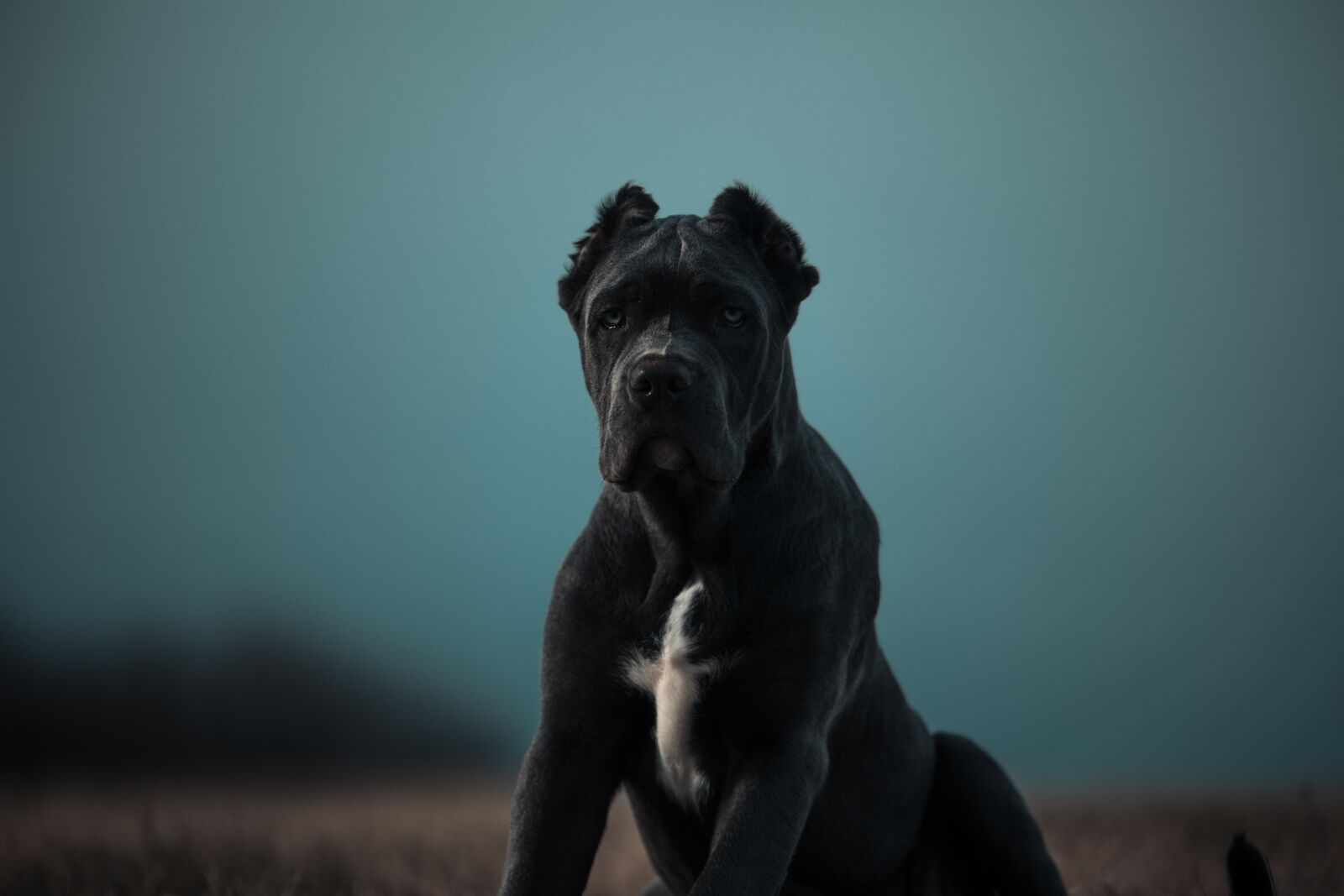 Canon EOS 6D sample photo. Bandog, puppy, blue eyes photography