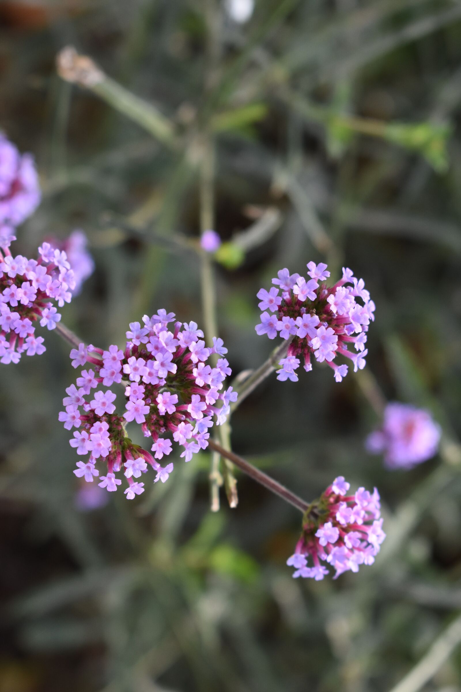 Nikon D3400 sample photo. Flower, autumn, aachen photography