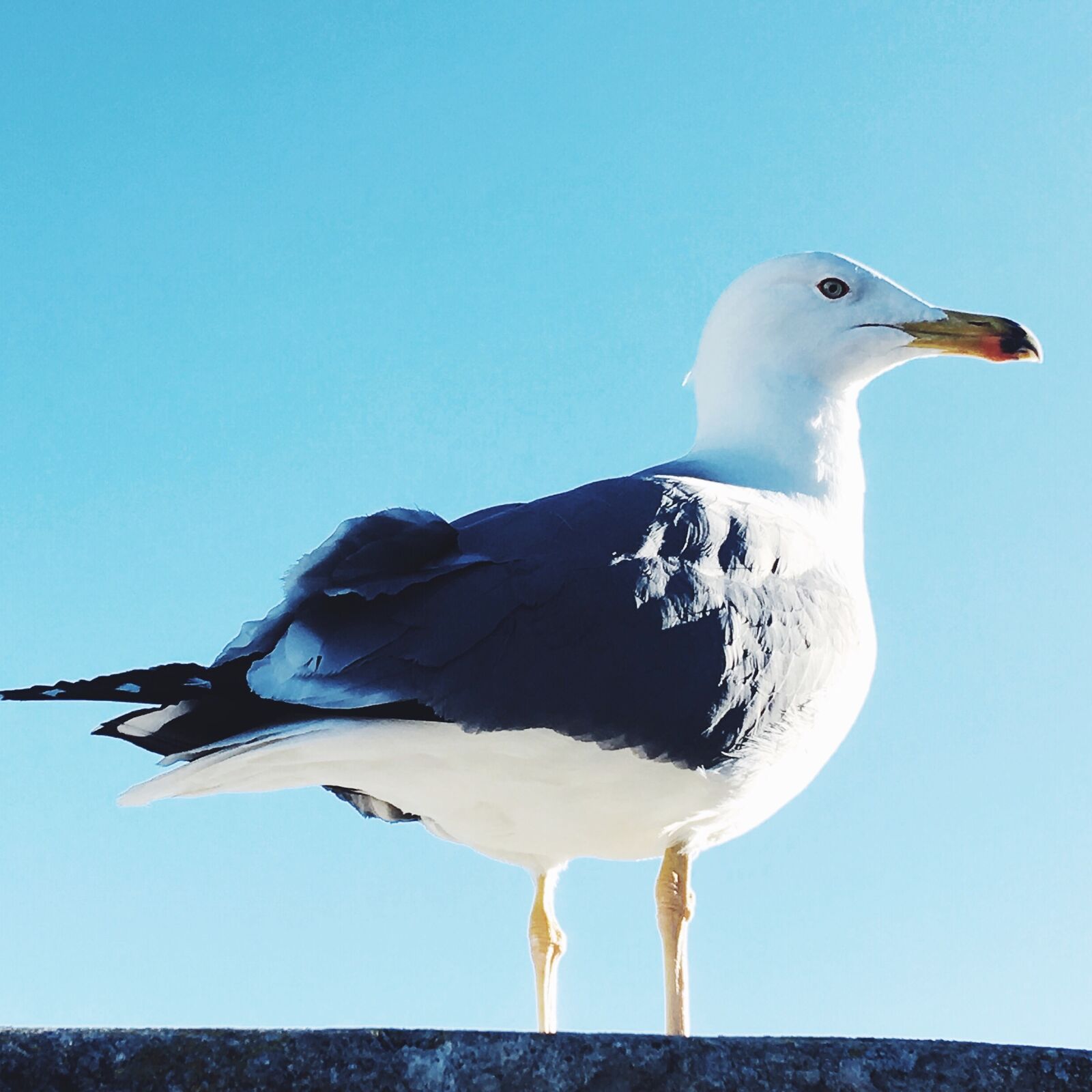 Apple iPhone 6s Plus sample photo. Bird, seagul, sky photography