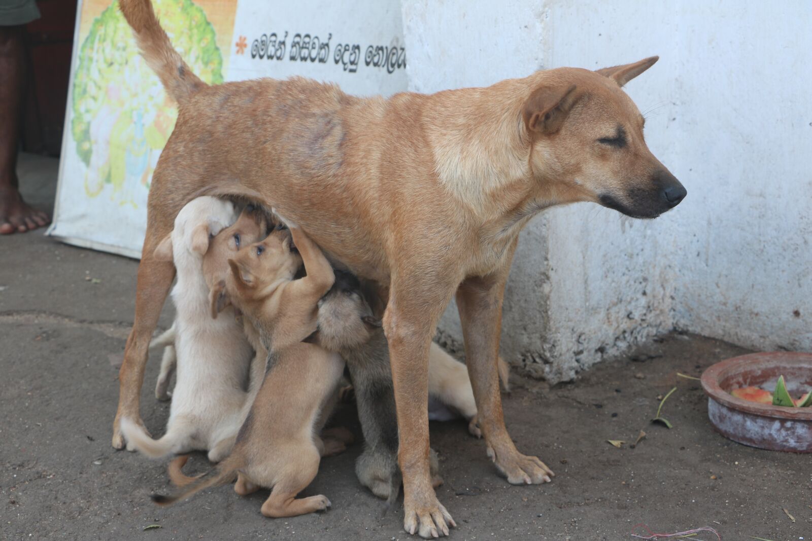 Canon EOS 750D (EOS Rebel T6i / EOS Kiss X8i) sample photo. Puppies, suckle, sri lanka photography