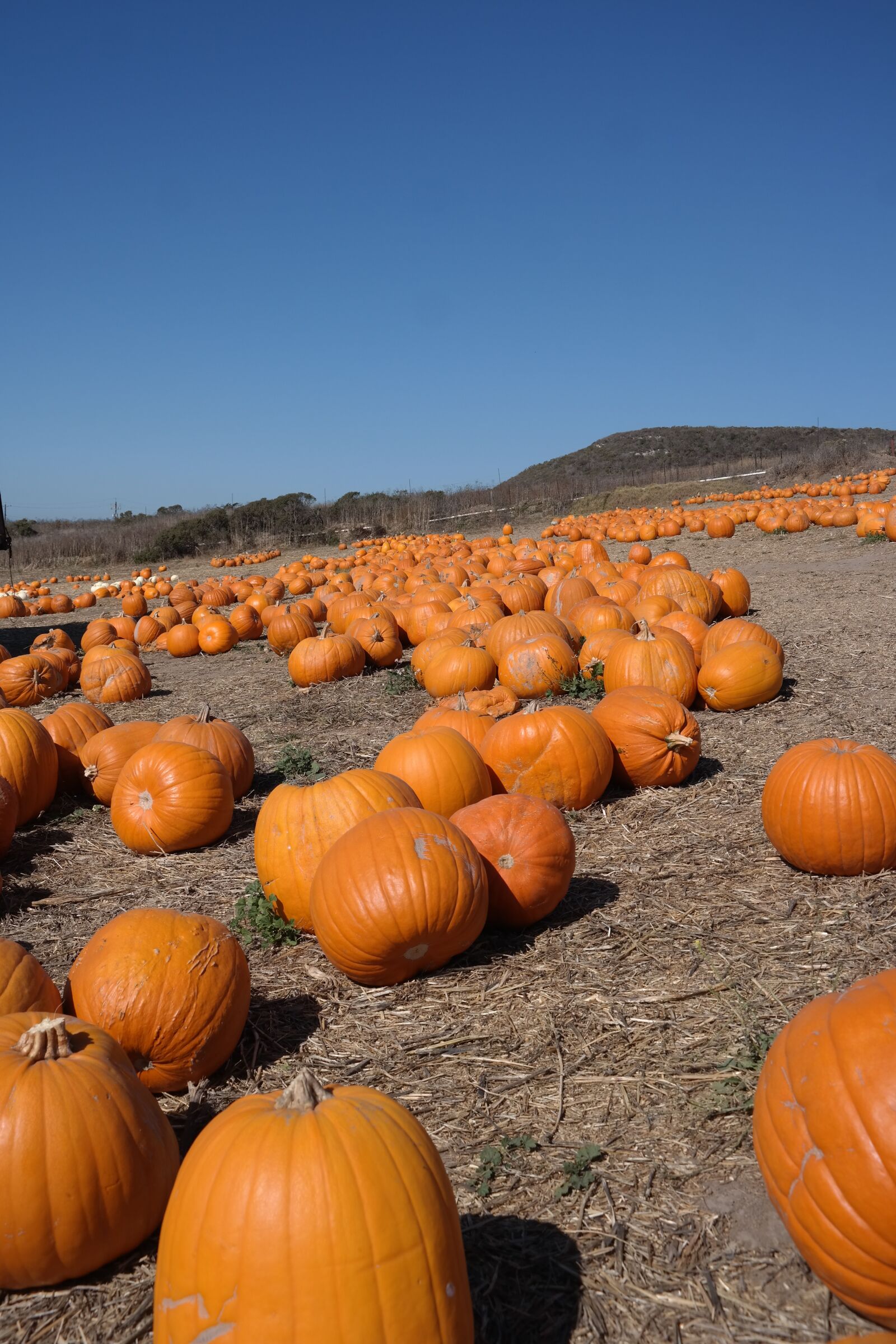 Samsung NX300 sample photo. Pumpkin, field, autumn photography