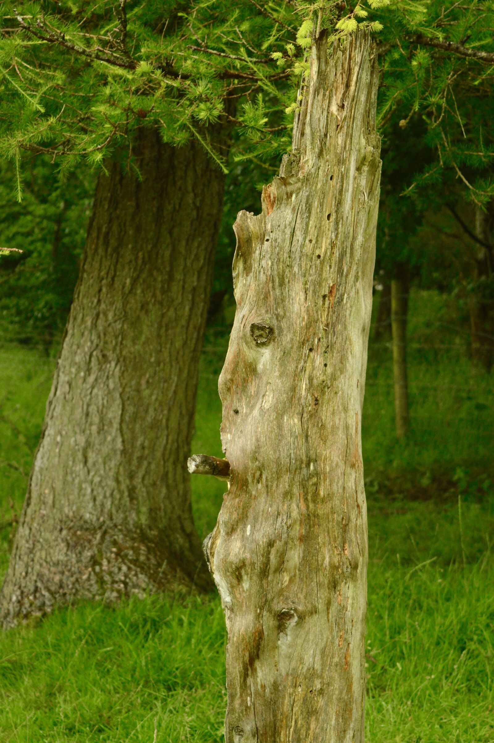Nikon D3200 sample photo. Face, tree, stump, tree photography