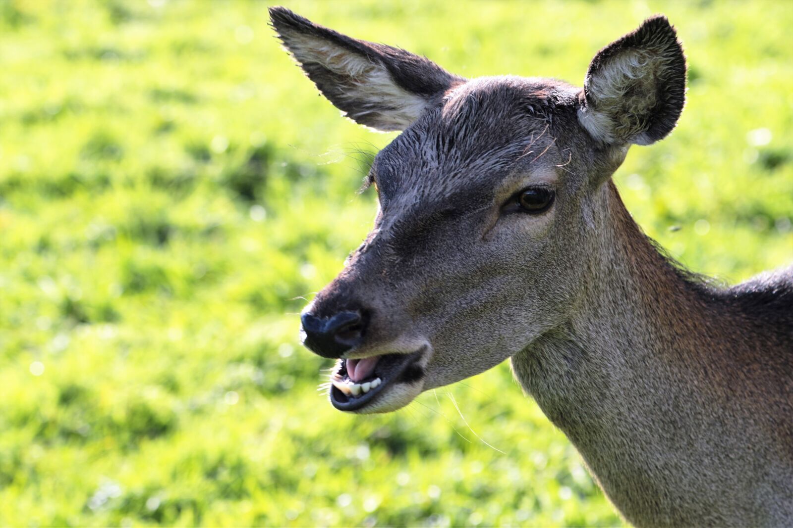 Canon EF 70-300mm F4-5.6L IS USM sample photo. Deer, doe, animal photography