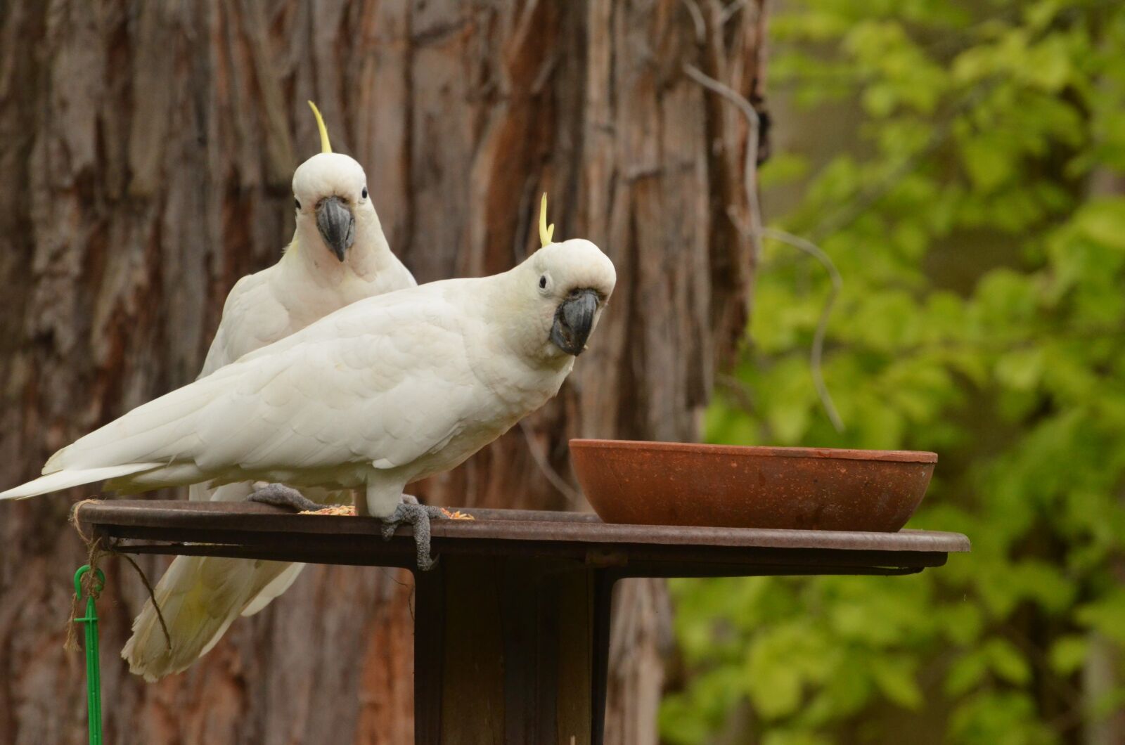 Nikon D5100 sample photo. Cockatoo, parrot, australia photography