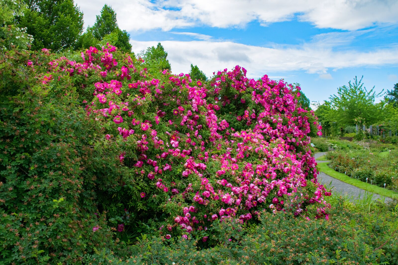 Nikon D5300 sample photo. Rose, early red, shrub photography