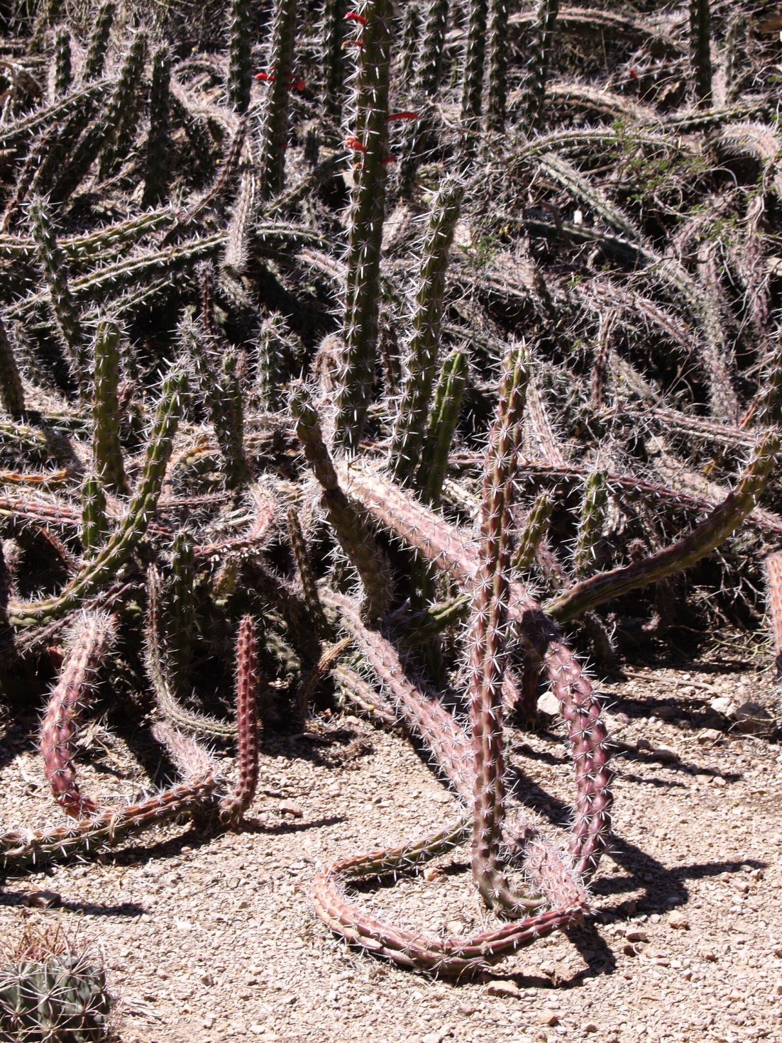Olympus E-330 (EVOLT E-330) sample photo. Cactus, desert, arizona photography