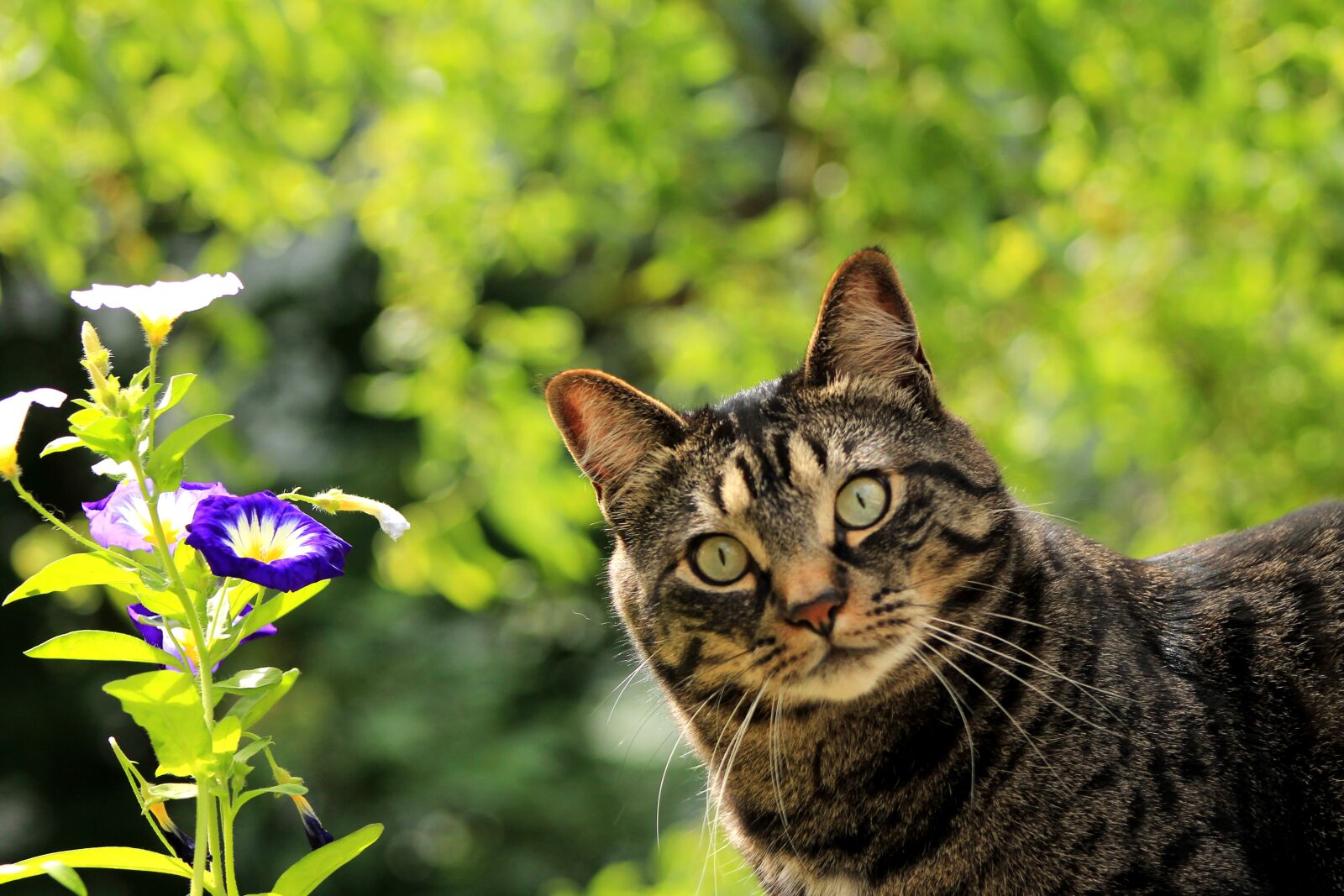 Canon EF 75-300mm f/4-5.6 sample photo. Cat, kitty, flower photography