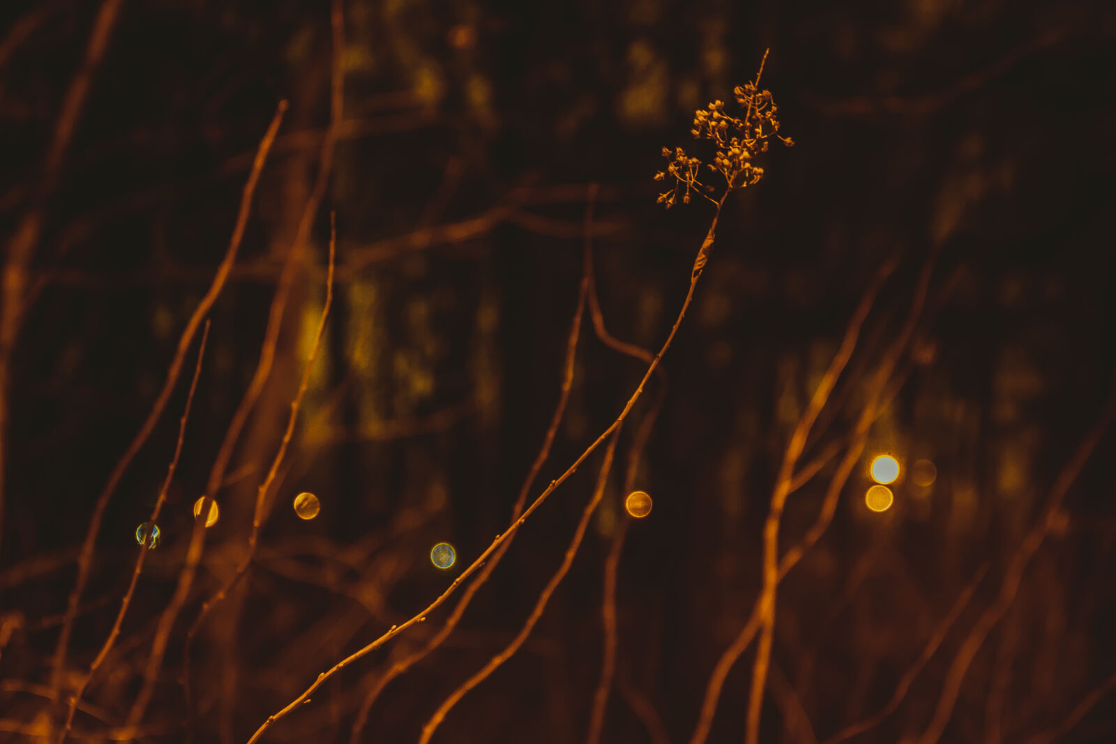 Canon EOS 600D (Rebel EOS T3i / EOS Kiss X5) sample photo. Light, night, plant photography