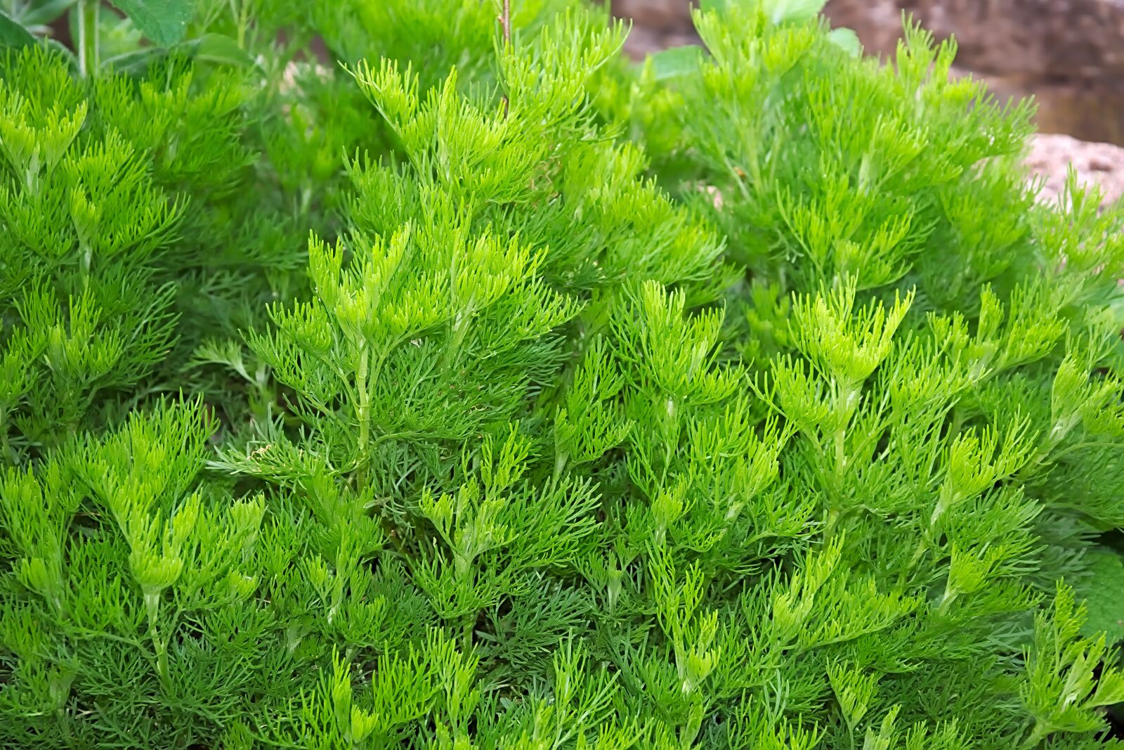 Nikon D3300 sample photo. Cola herb, spice, green photography