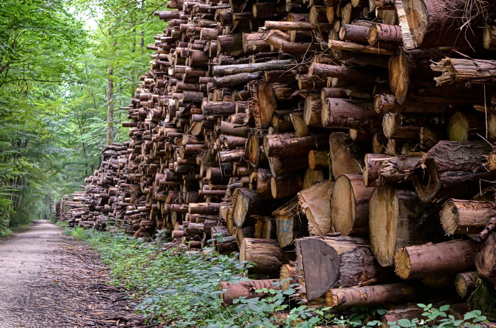 Nikon D7000 sample photo. Wood, forestry, economy photography