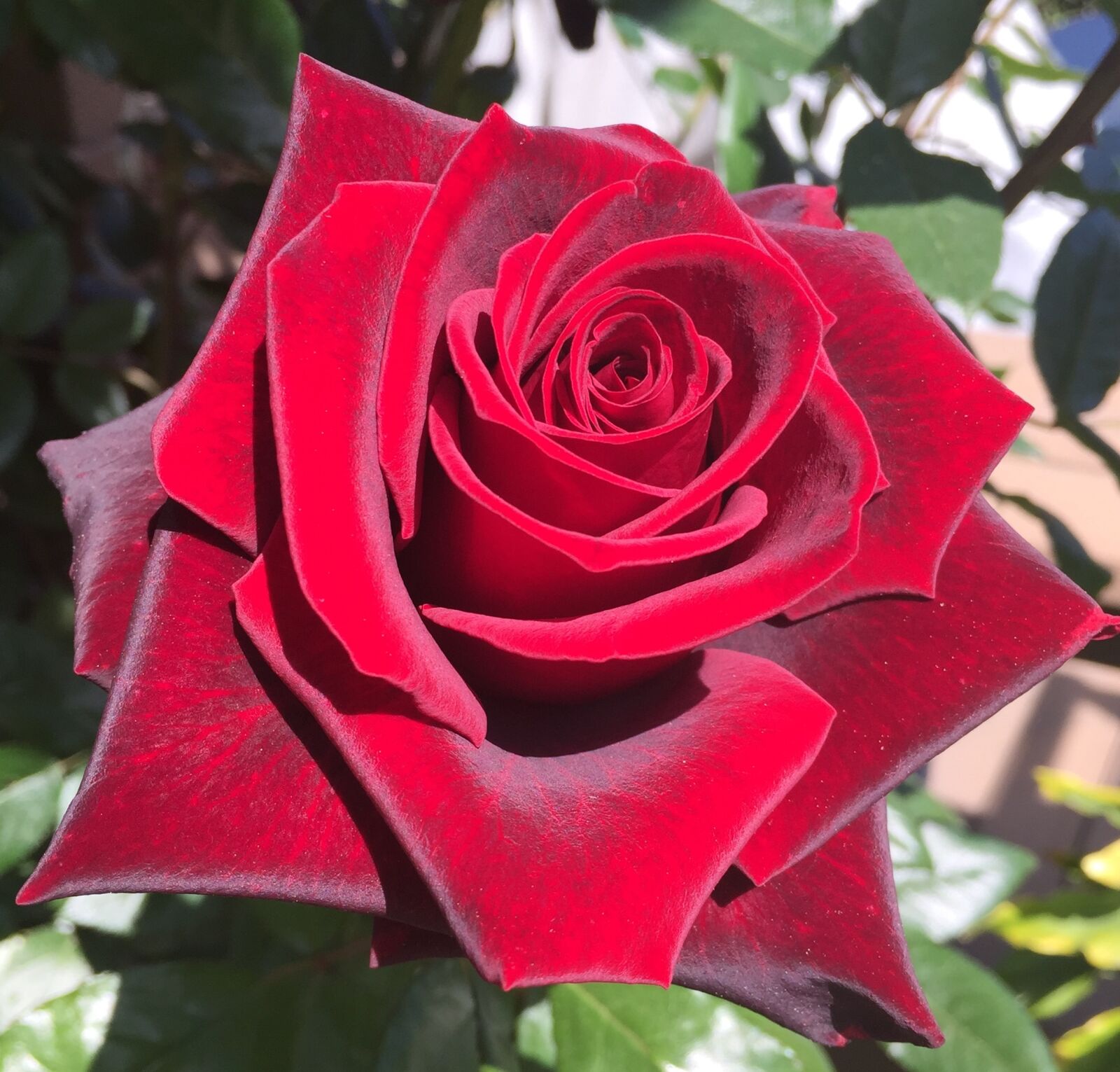 Apple iPhone 6 sample photo. Red, rose, velvet photography