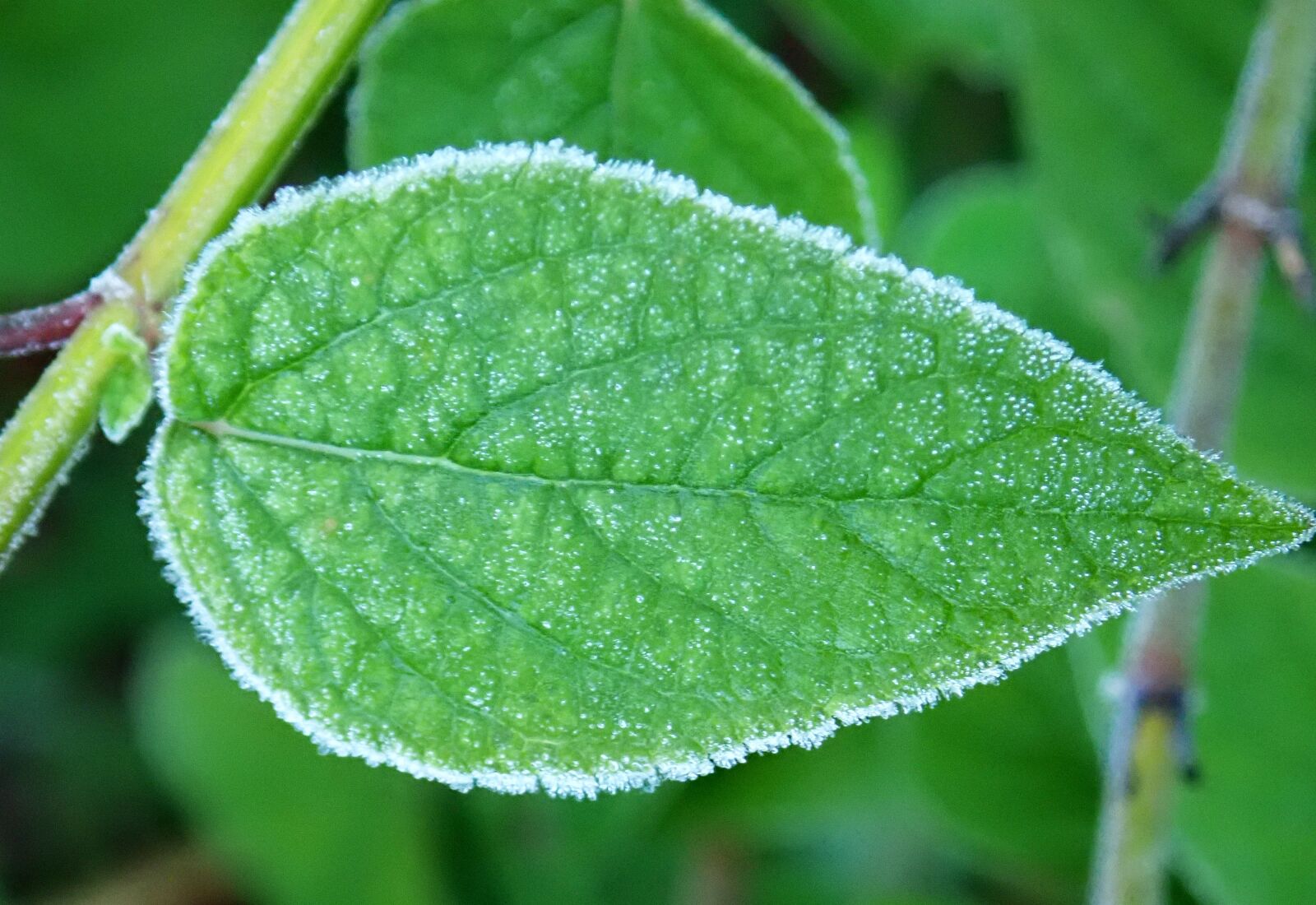Olympus TG-5 sample photo. Leaf, frosty, winter photography