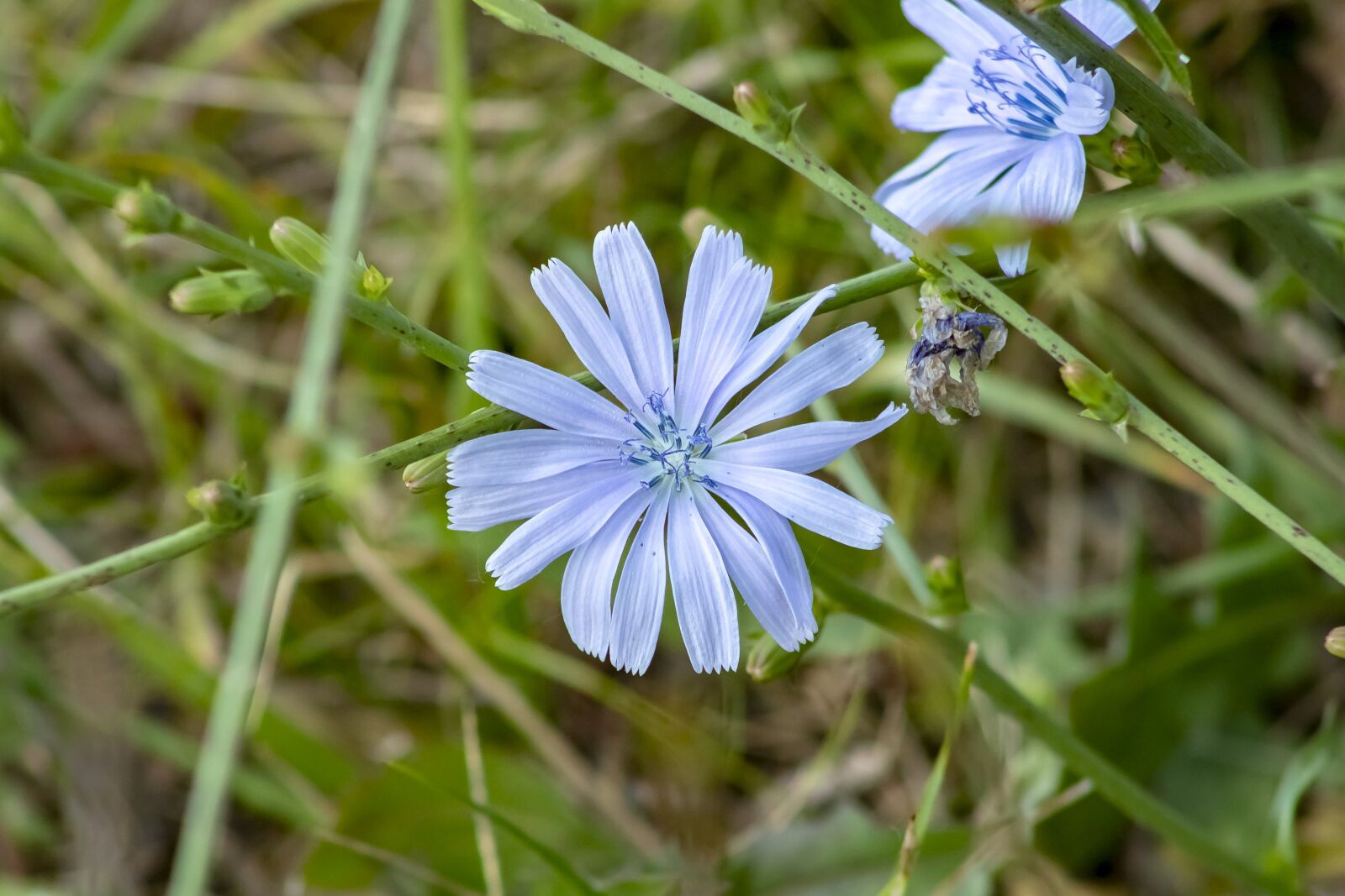 Canon EF75-300mm f/4-5.6 sample photo. Wildflower, cornflower, meadow flower photography