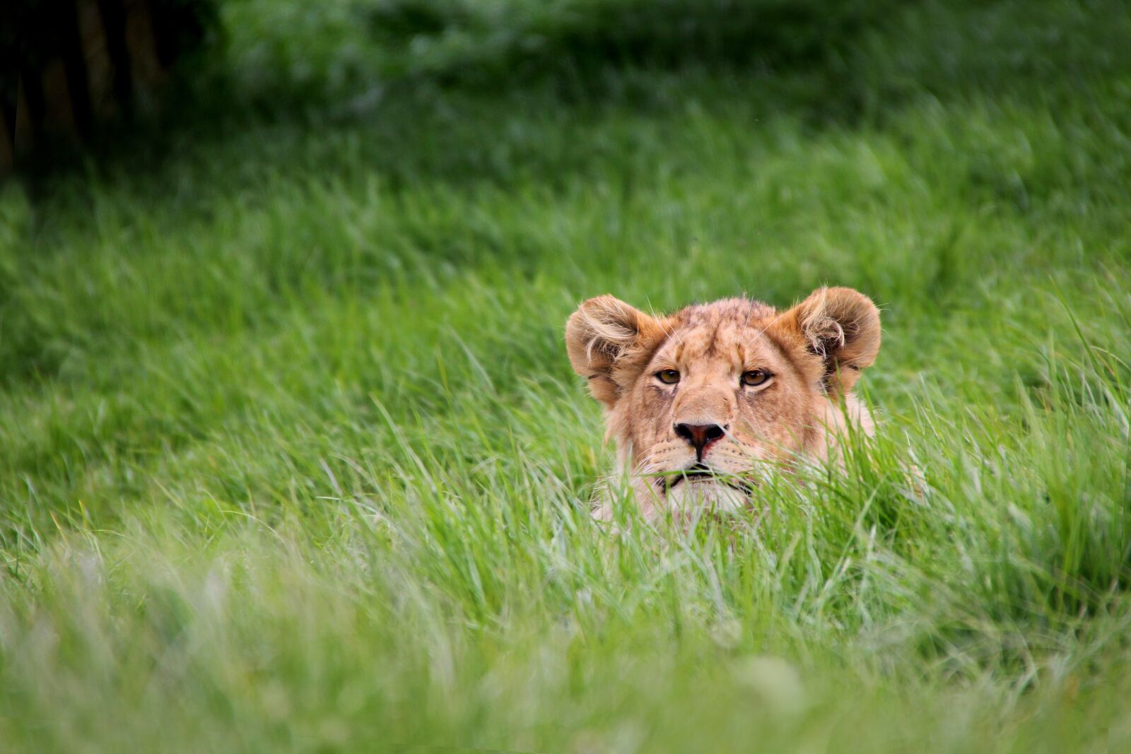 Canon EOS 1100D (EOS Rebel T3 / EOS Kiss X50) sample photo. Lion, grass, wildlife photography