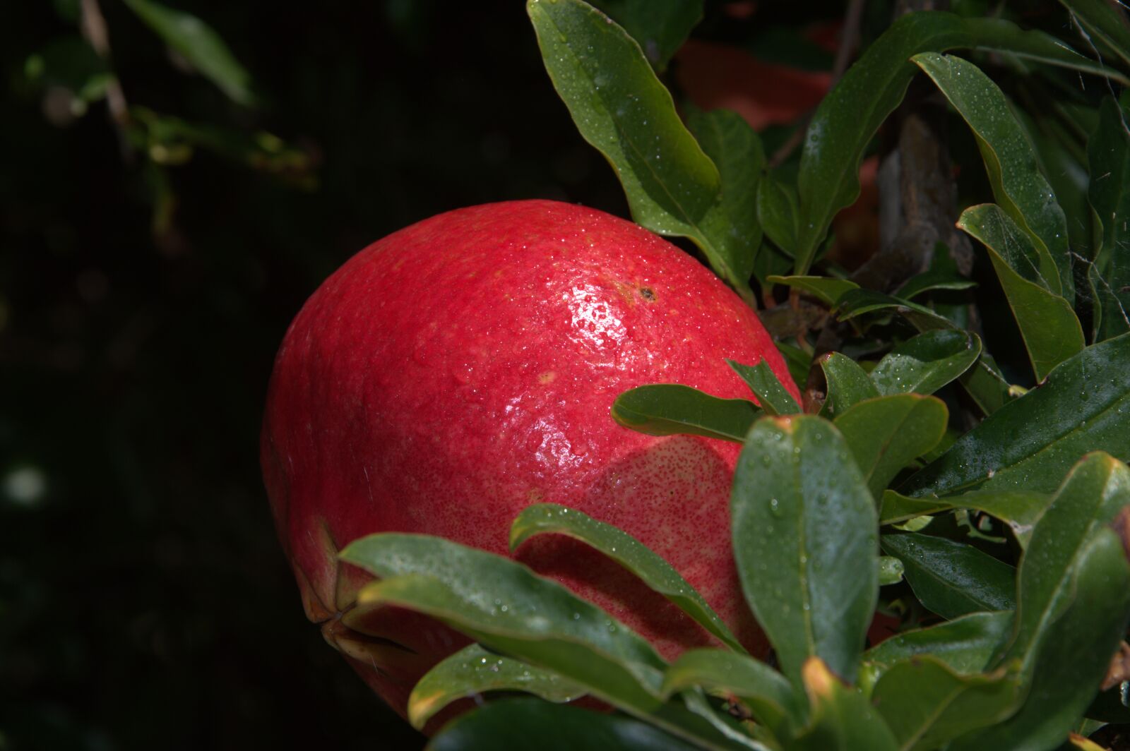 Nikon D3200 sample photo. Pomegranate, plant, fruit photography