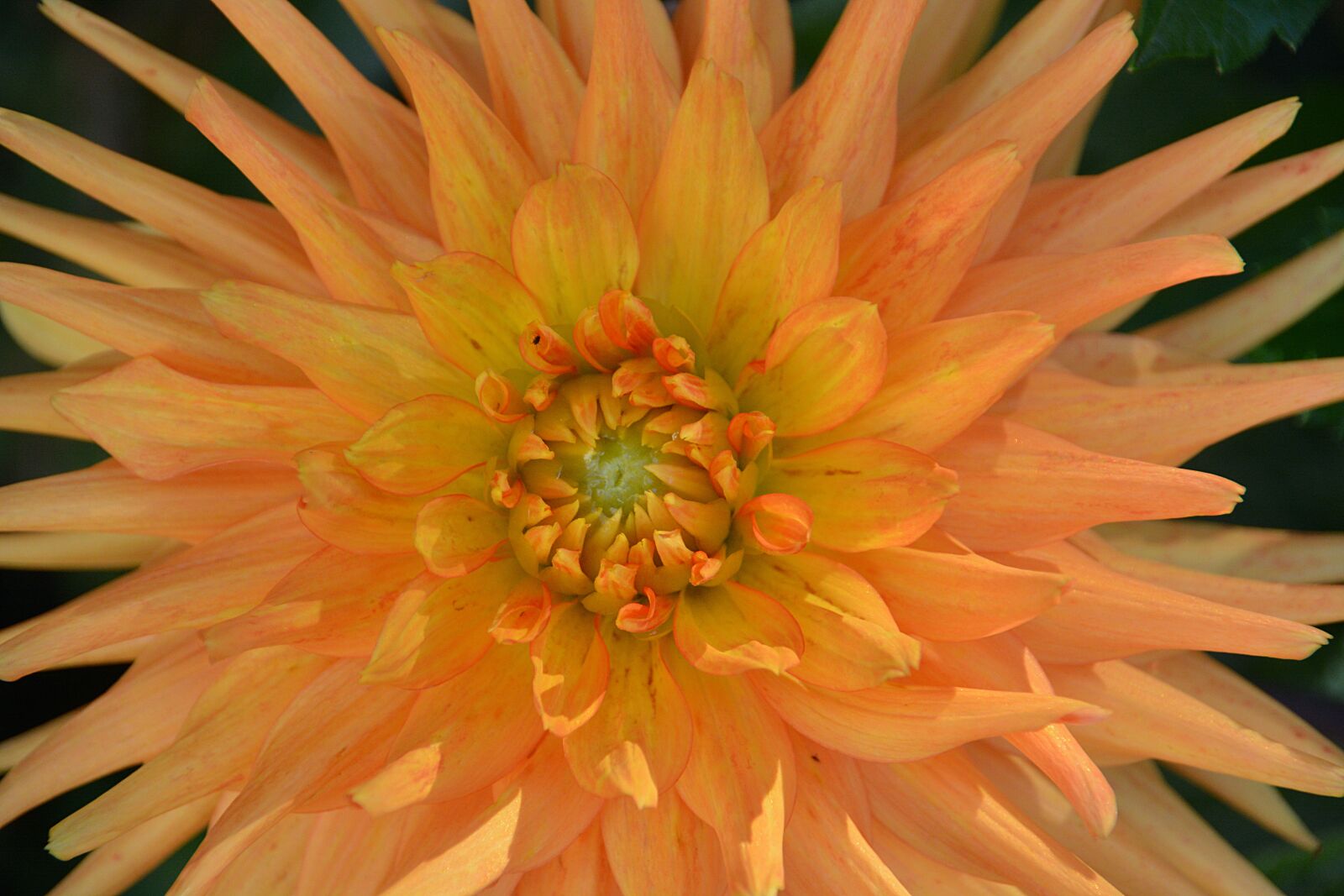 Nikon D5200 sample photo. Flower, chrysanthemum, flora photography