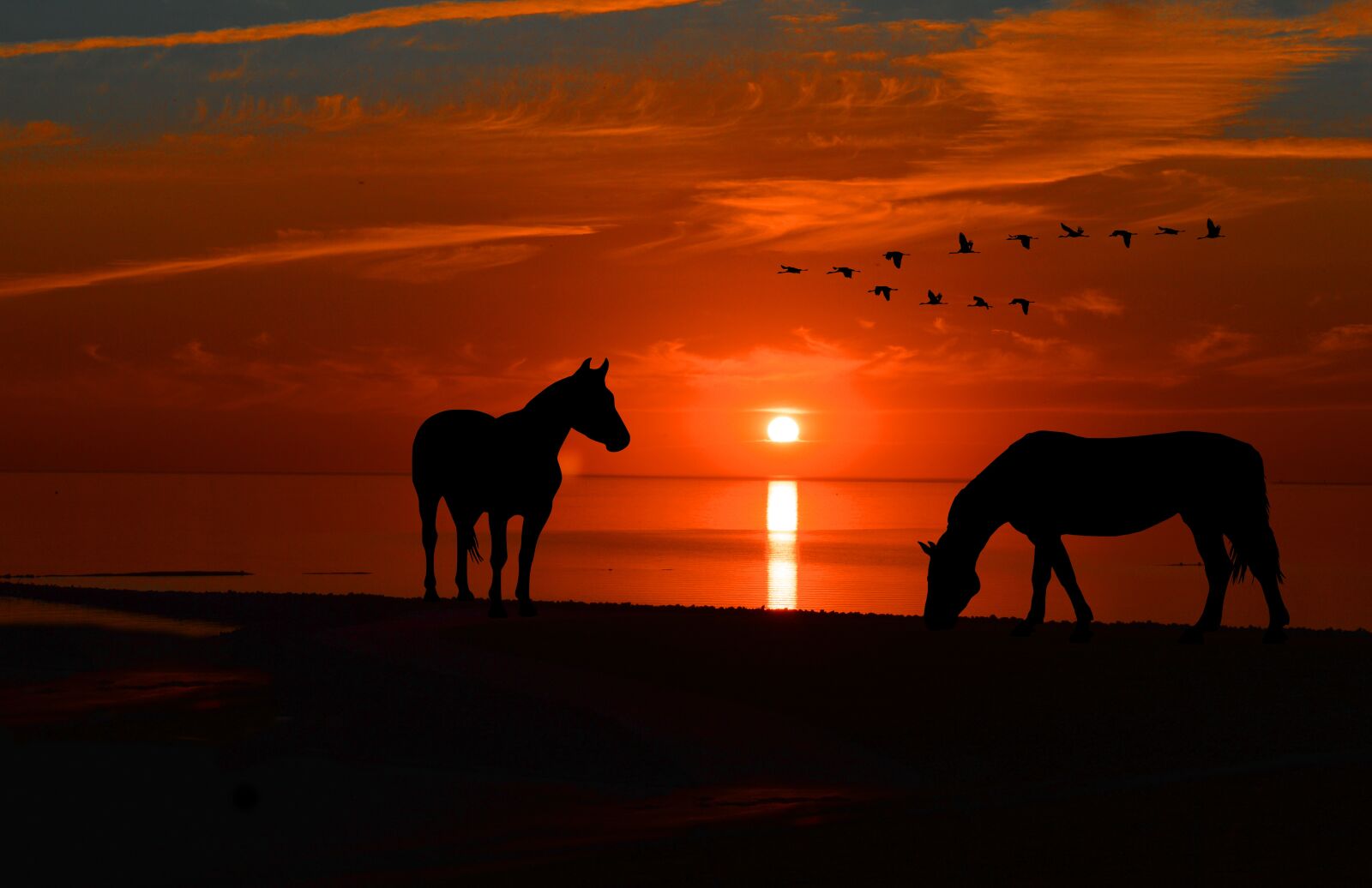 Nikon D3200 sample photo. Sunset, horses, silhouette photography