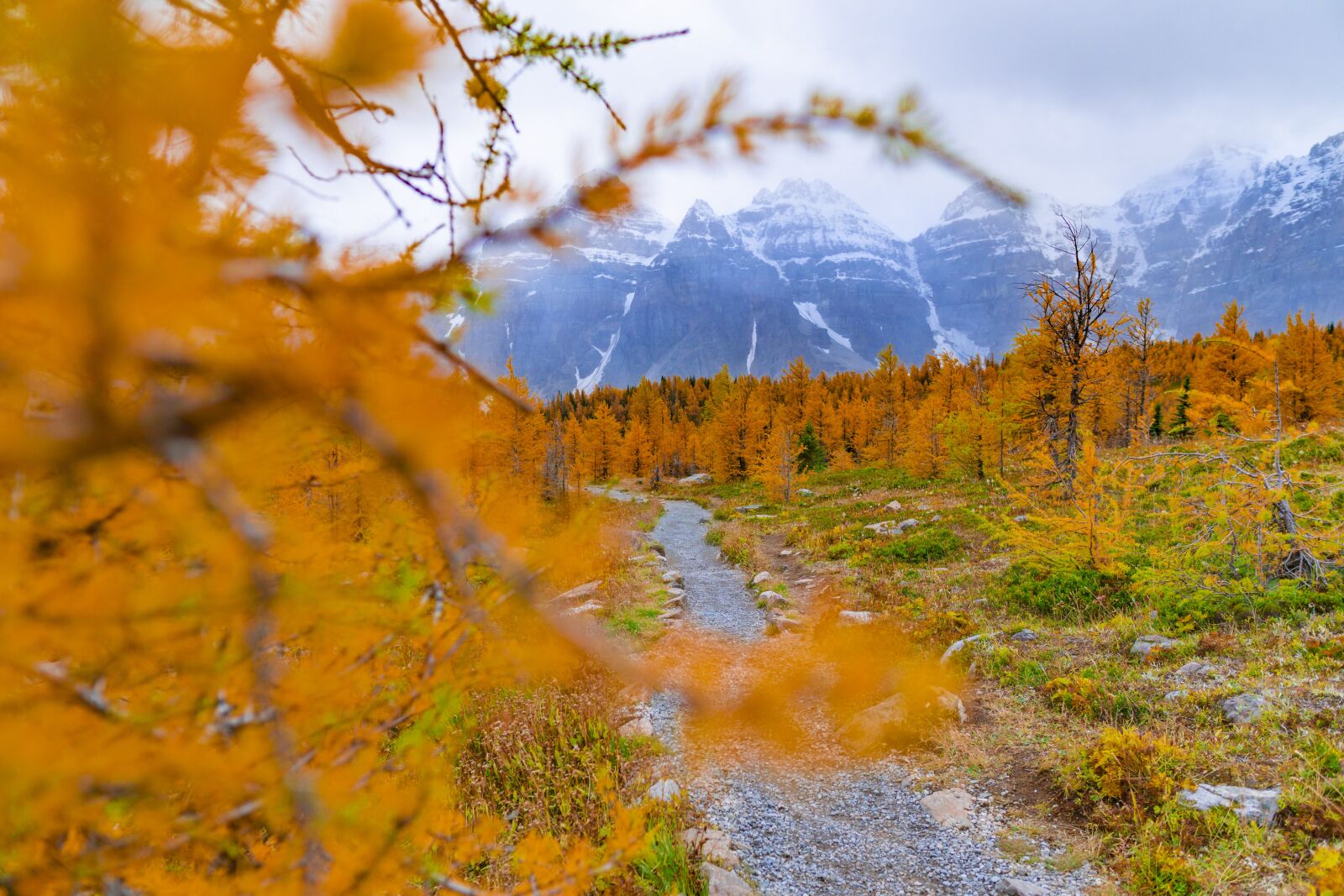 Sony a6000 sample photo. Autumn, larch trees, mountains photography