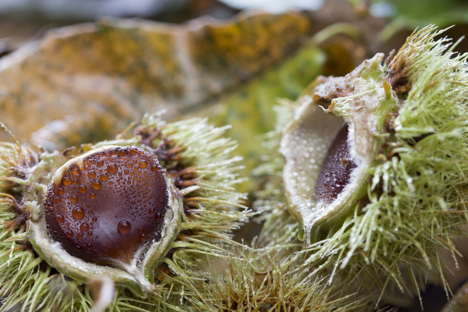 Canon EOS 600D (Rebel EOS T3i / EOS Kiss X5) + Canon EF 100mm F2.8 Macro USM sample photo. Chestnut, bug thorny, fruit photography