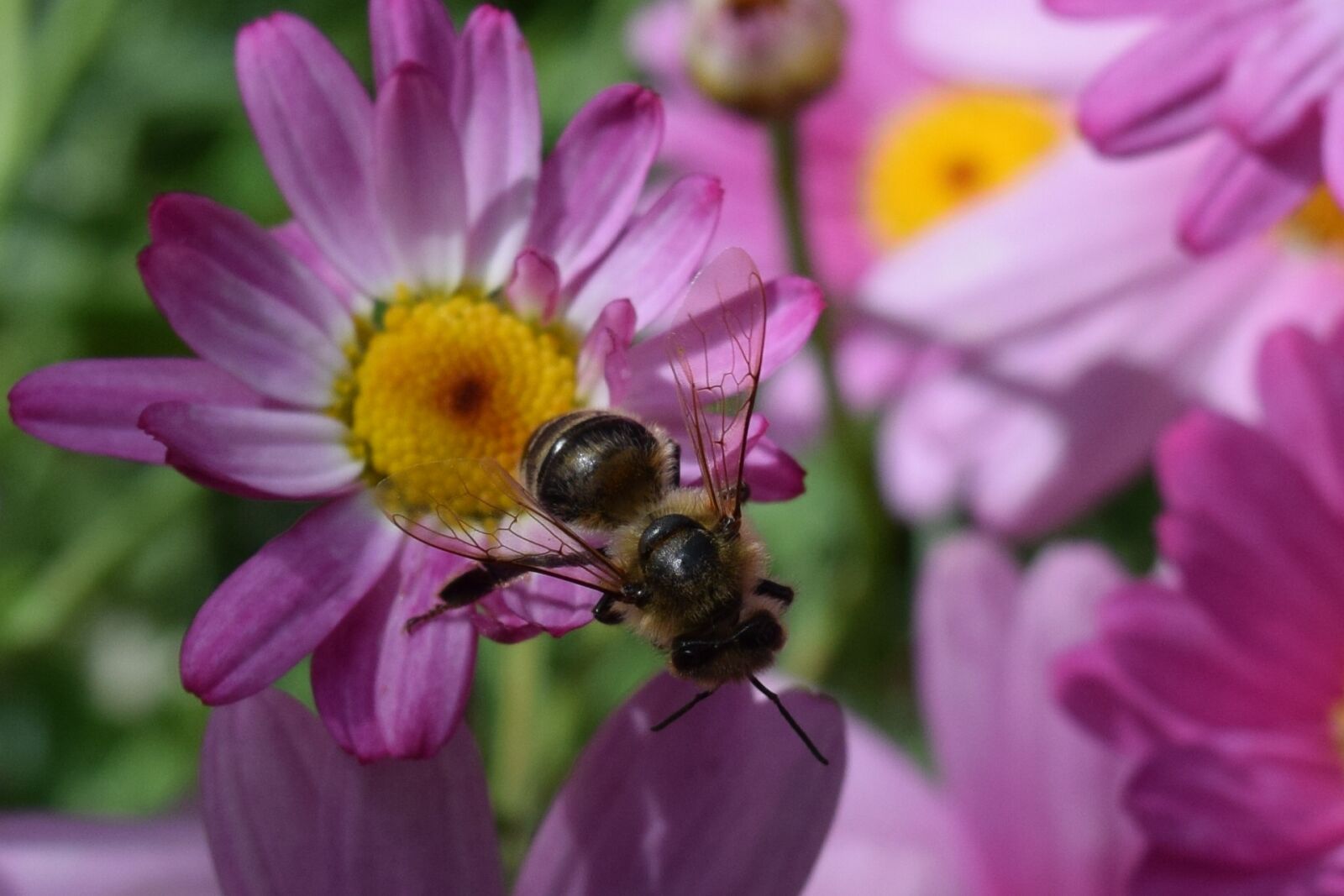 Nikon D3300 sample photo. Daisies, bee, flowers photography
